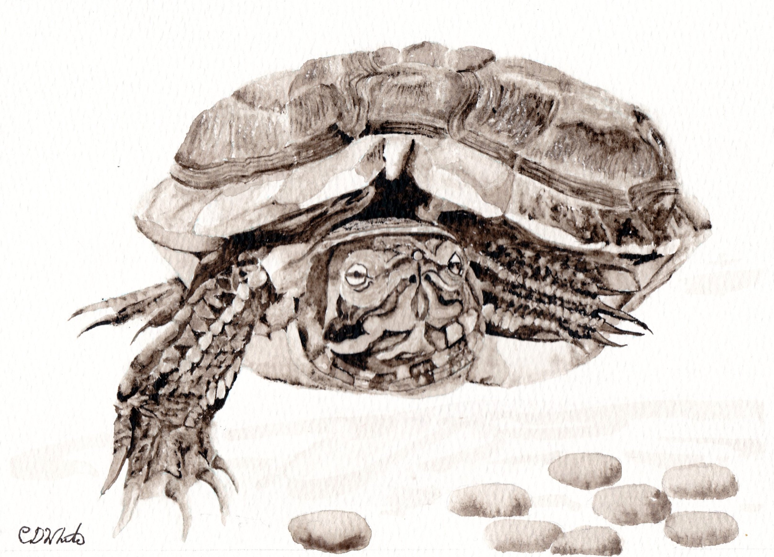 Cooter.jpg