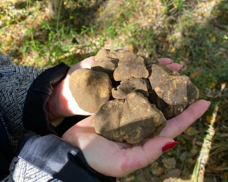 Person holding several rocks or stones outdoors with grass and foliage in the background.