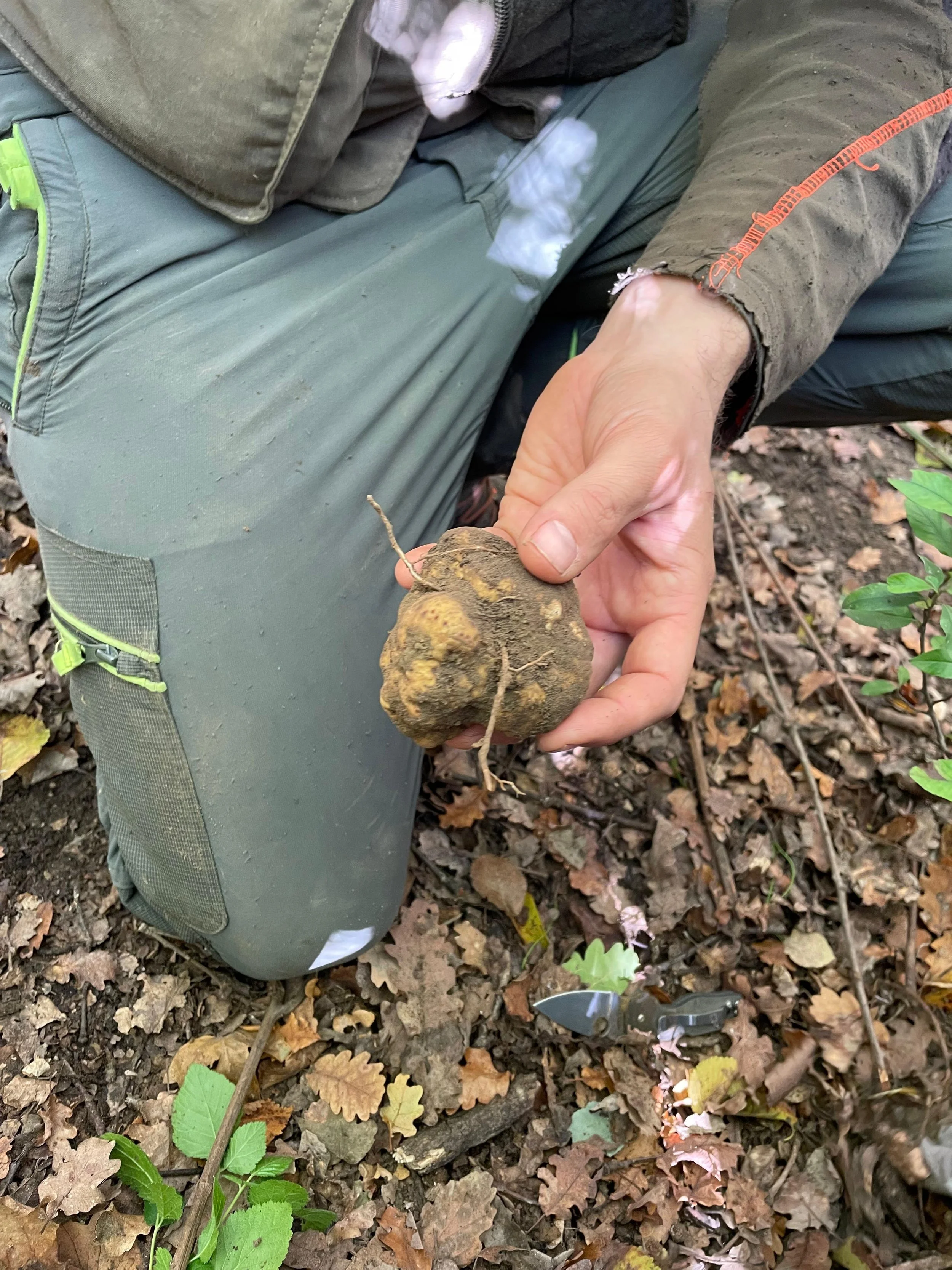 Person crouched in a forest, holding a large, dirty truffle near the ground covered with leaves and small plants, with scissors nearby on the forest floor.