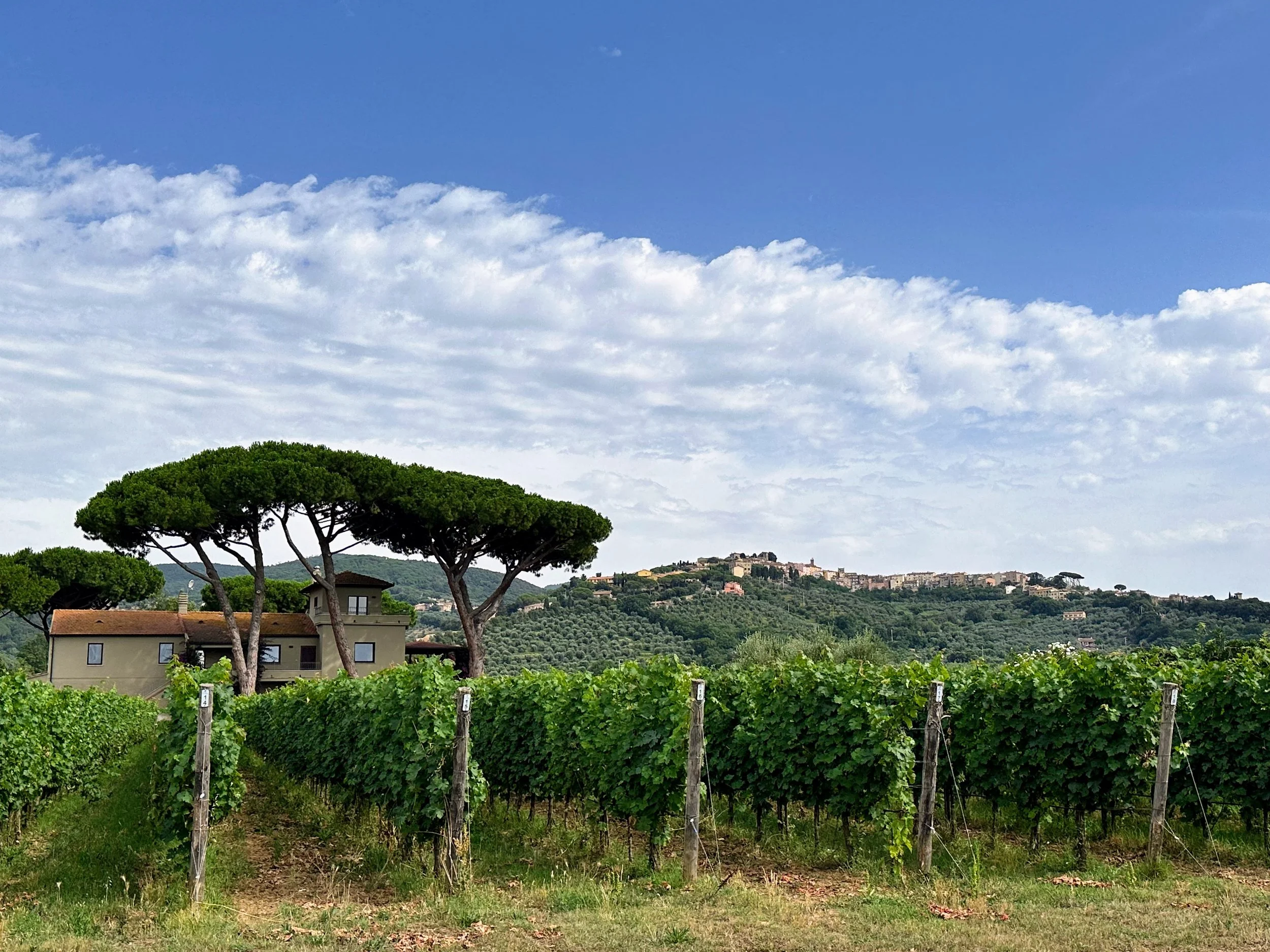 Vineyard with lush grapevines supported by posts, behind a house with large umbrella-shaped trees, on rolling hills under a partly cloudy sky in a scenic countryside.