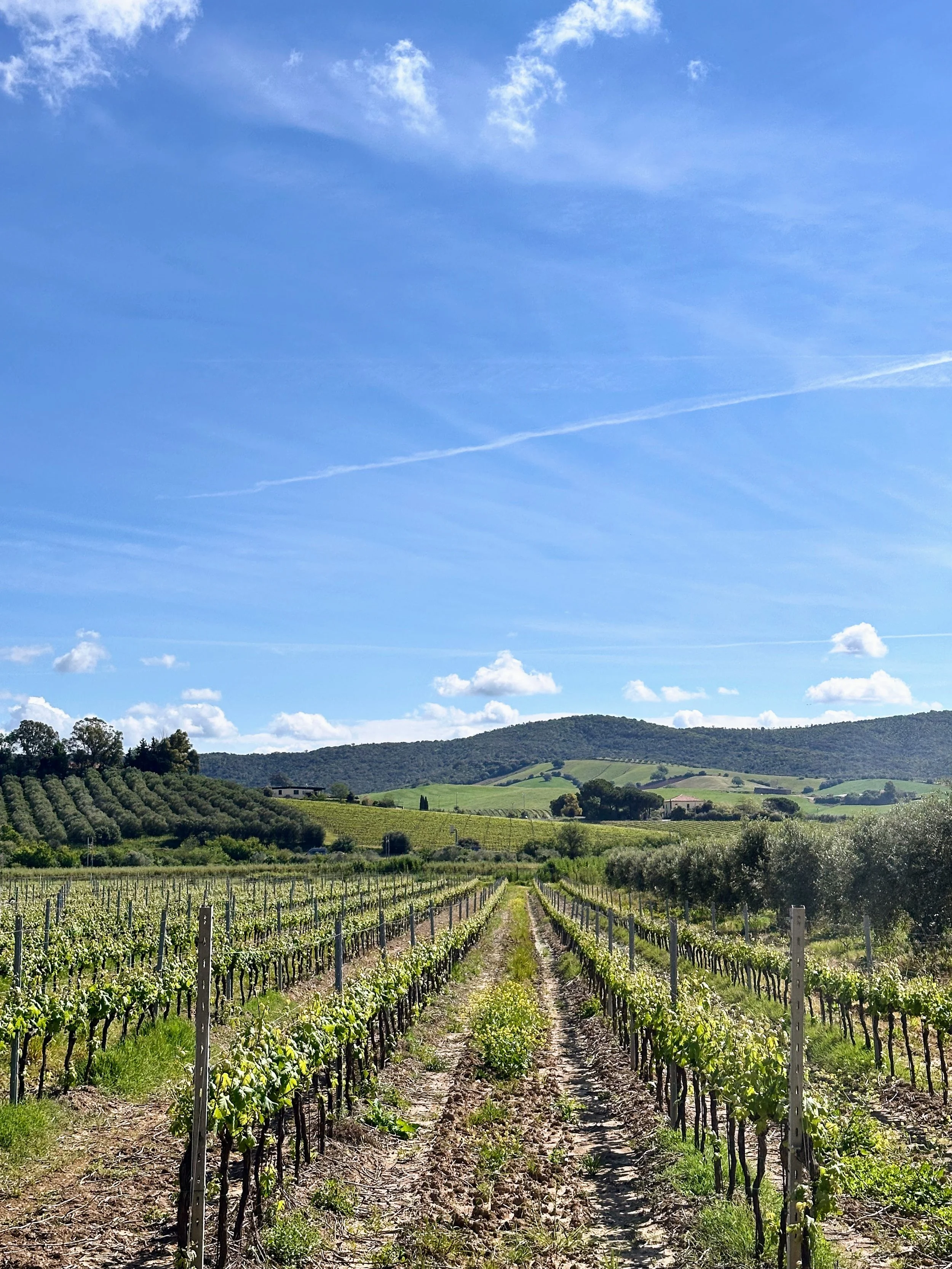 Vineyard with rows of grapevines under a blue sky with scattered clouds and distant rolling hills.