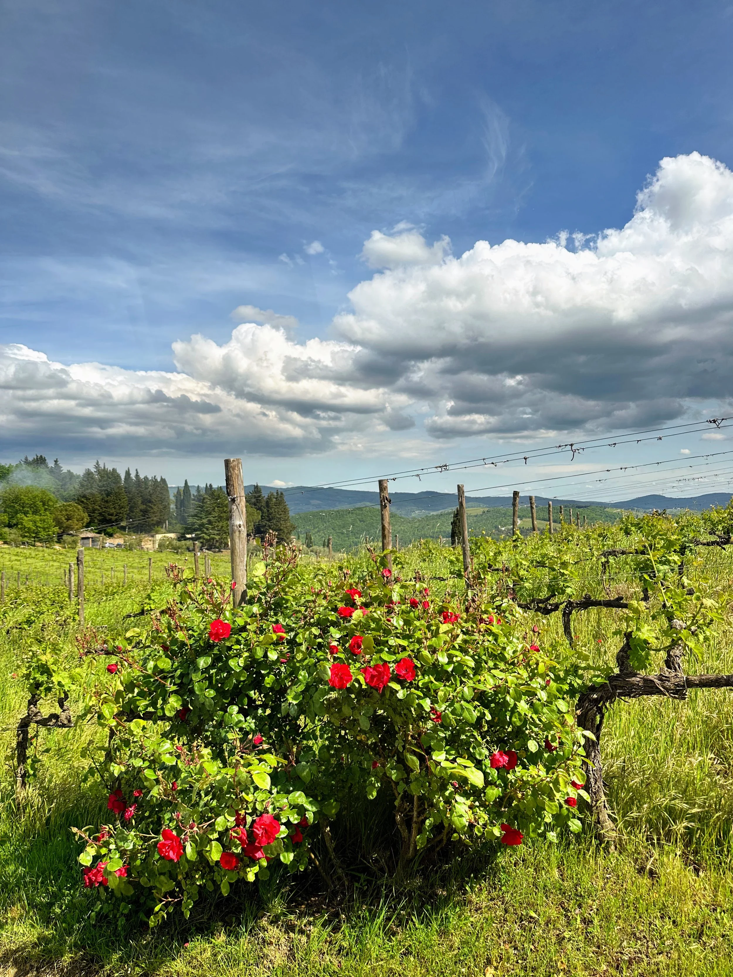 Vineyard with a flowering bush and a blue sky with clouds.