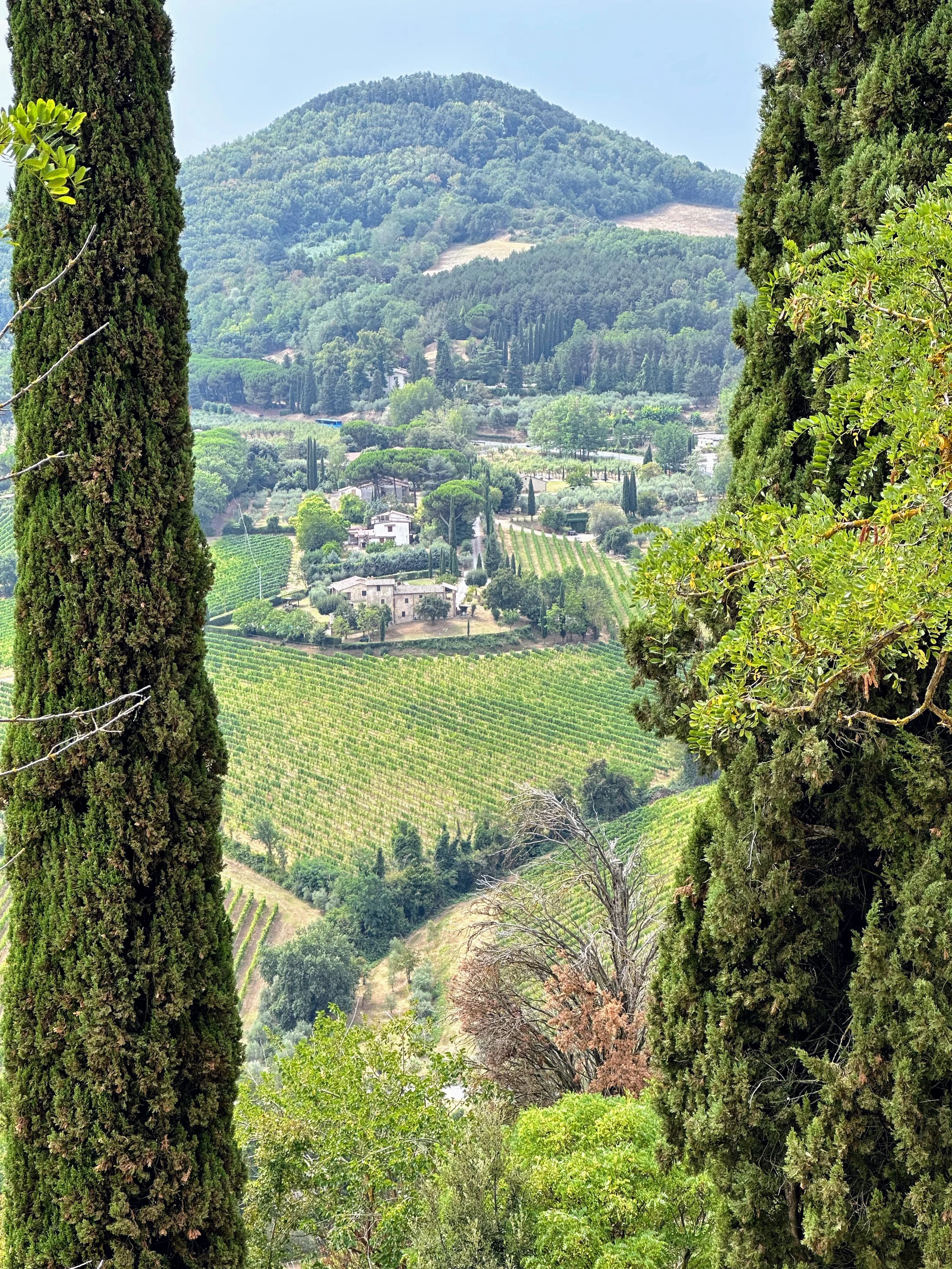 Scenic view of rolling hills and vineyards framed by tall cypress trees, with a mountain in the background.