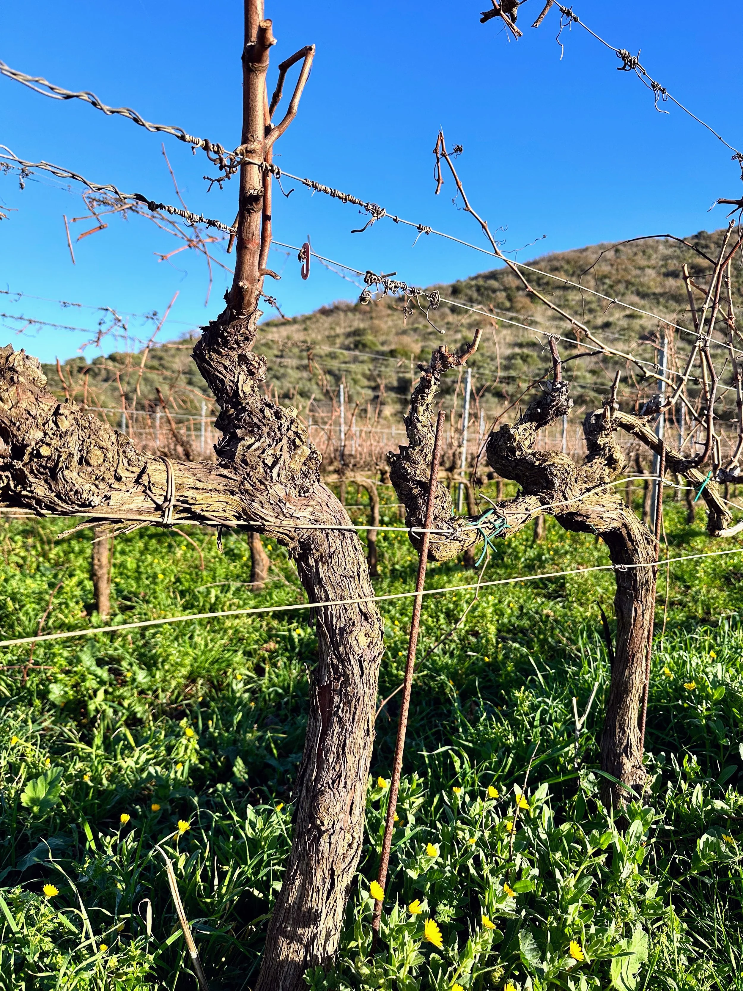 Vineyard with pruned grapevines, green grass, and a hilly background under a clear blue sky.