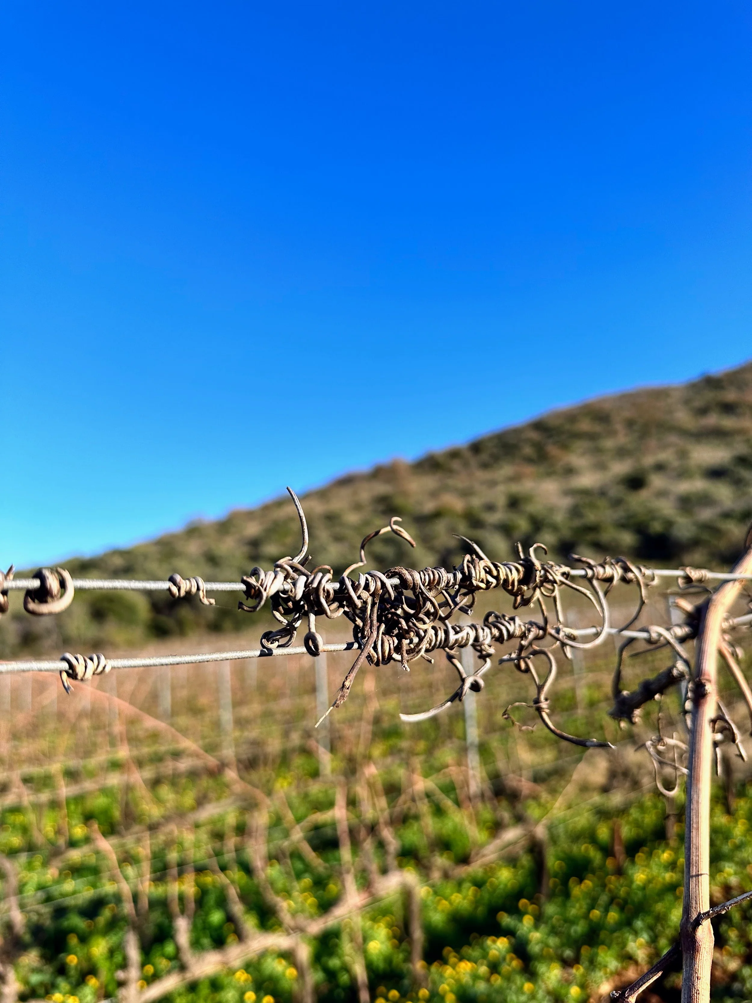 Close-up of a rusty barbed wire fence with a background of green vineyard and hillside under a bright blue sky.