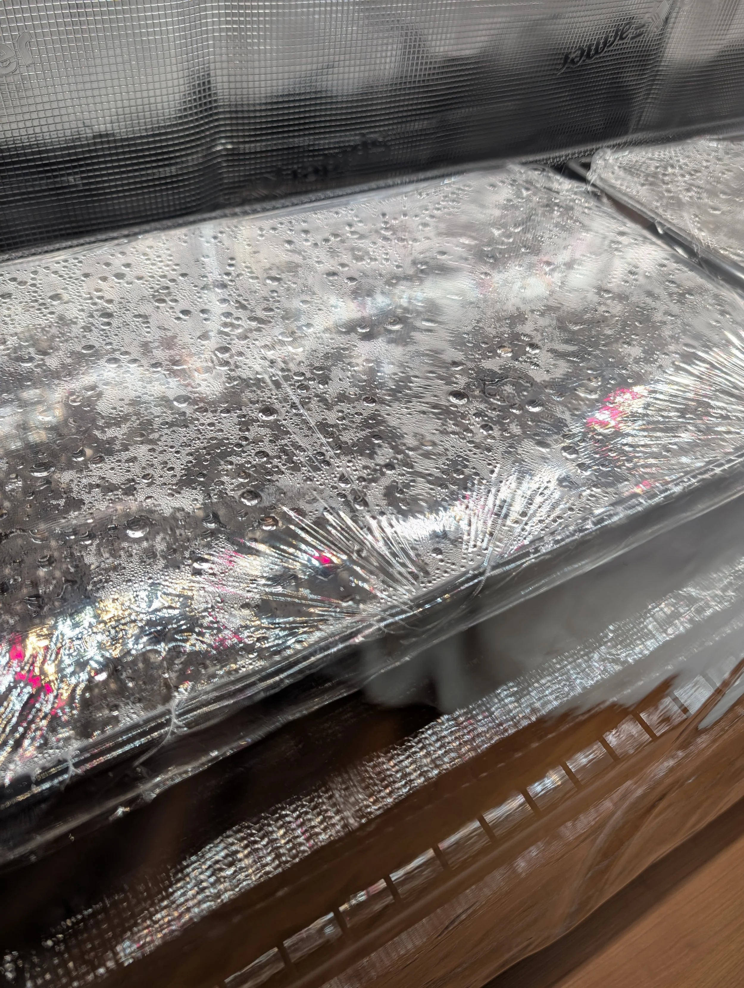 Soil block trays covered with plastic wrap inside a grow tent, showing condensation from high humidity during lisianthus seed germination.