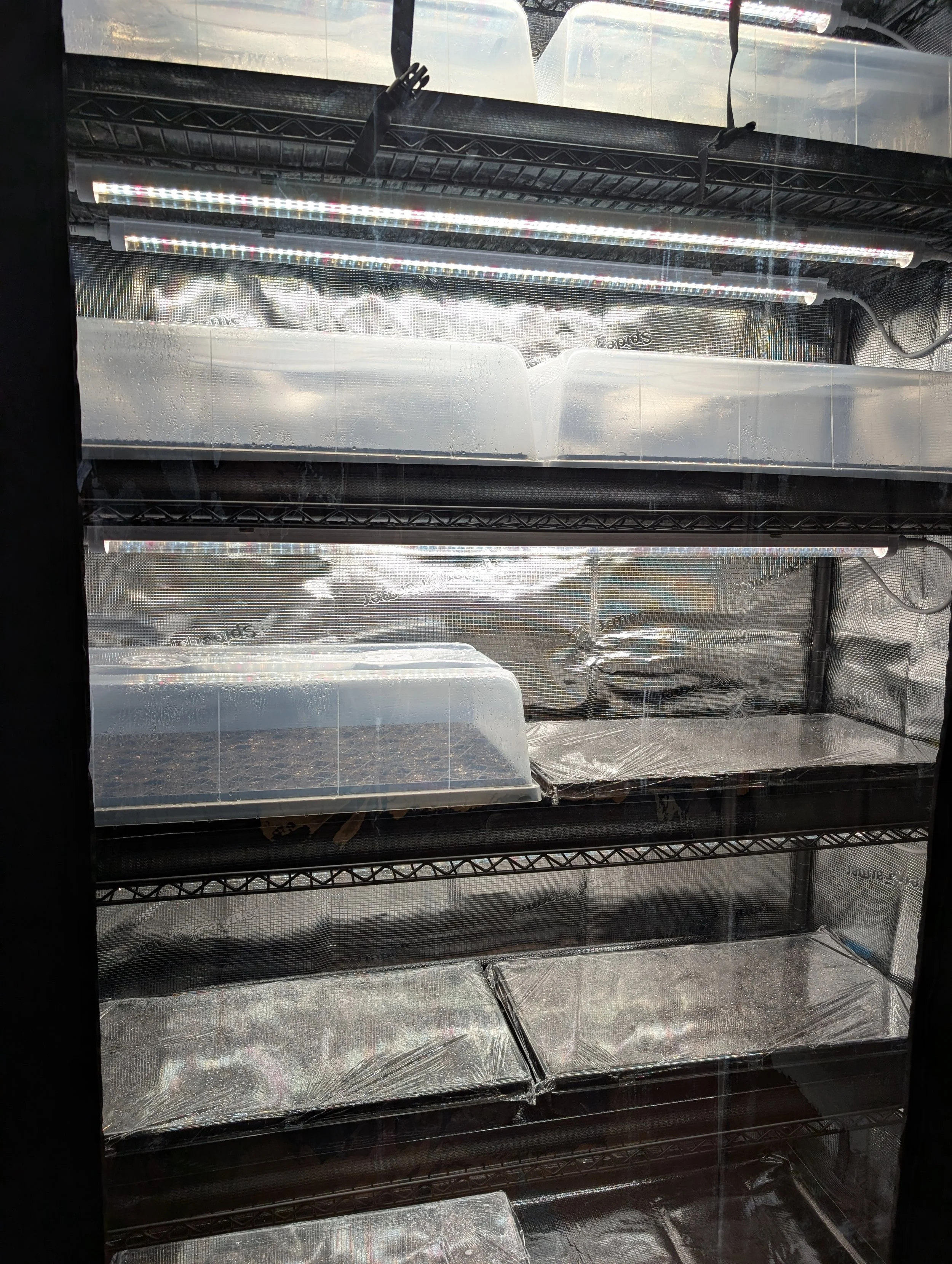 Grow tent shelves holding seed trays covered with humidity domes under grow lights.
