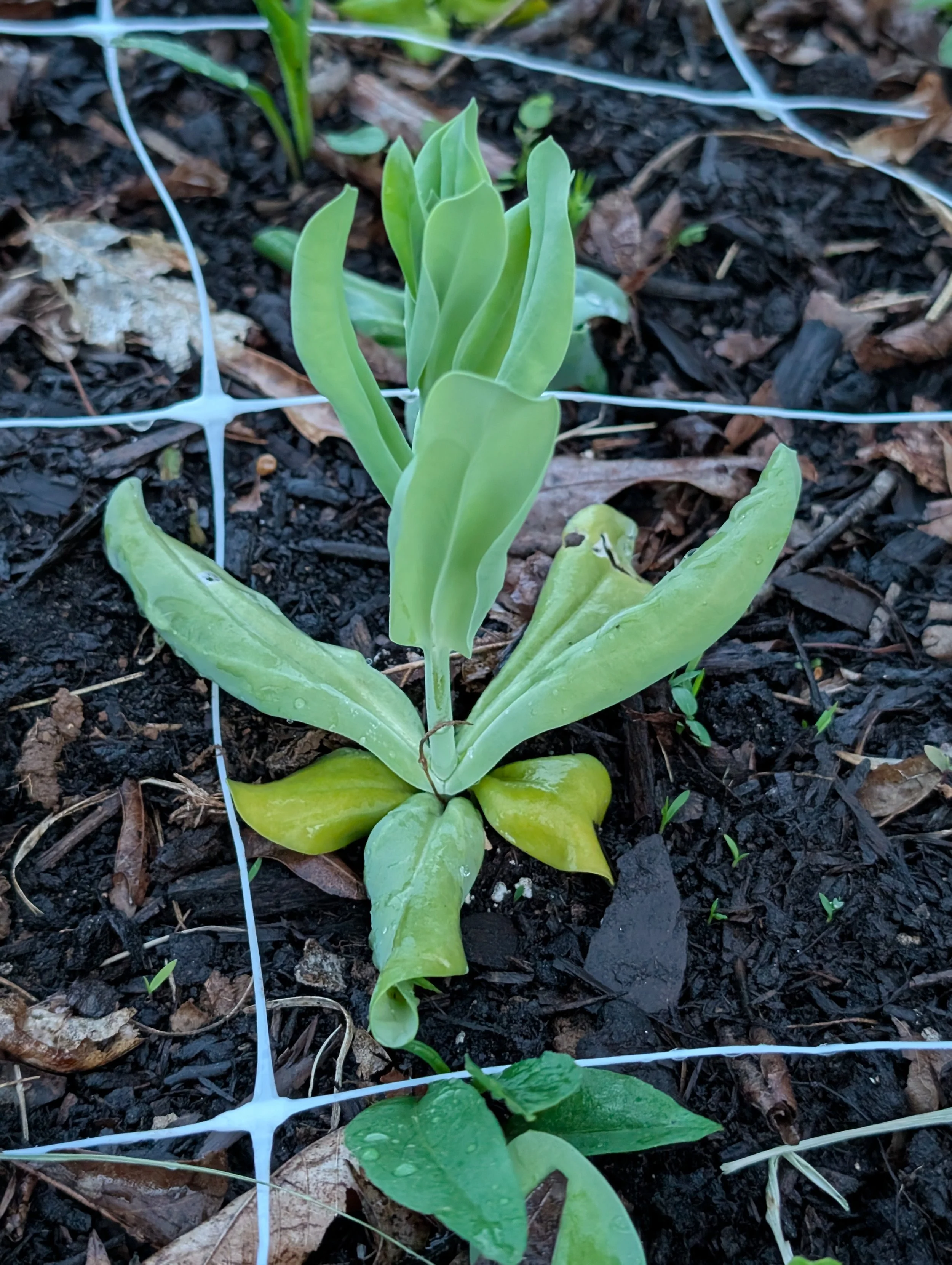 A lisianthus plant showing early leaf growth and establishment in an outdoor garden bed with a yellowing base.