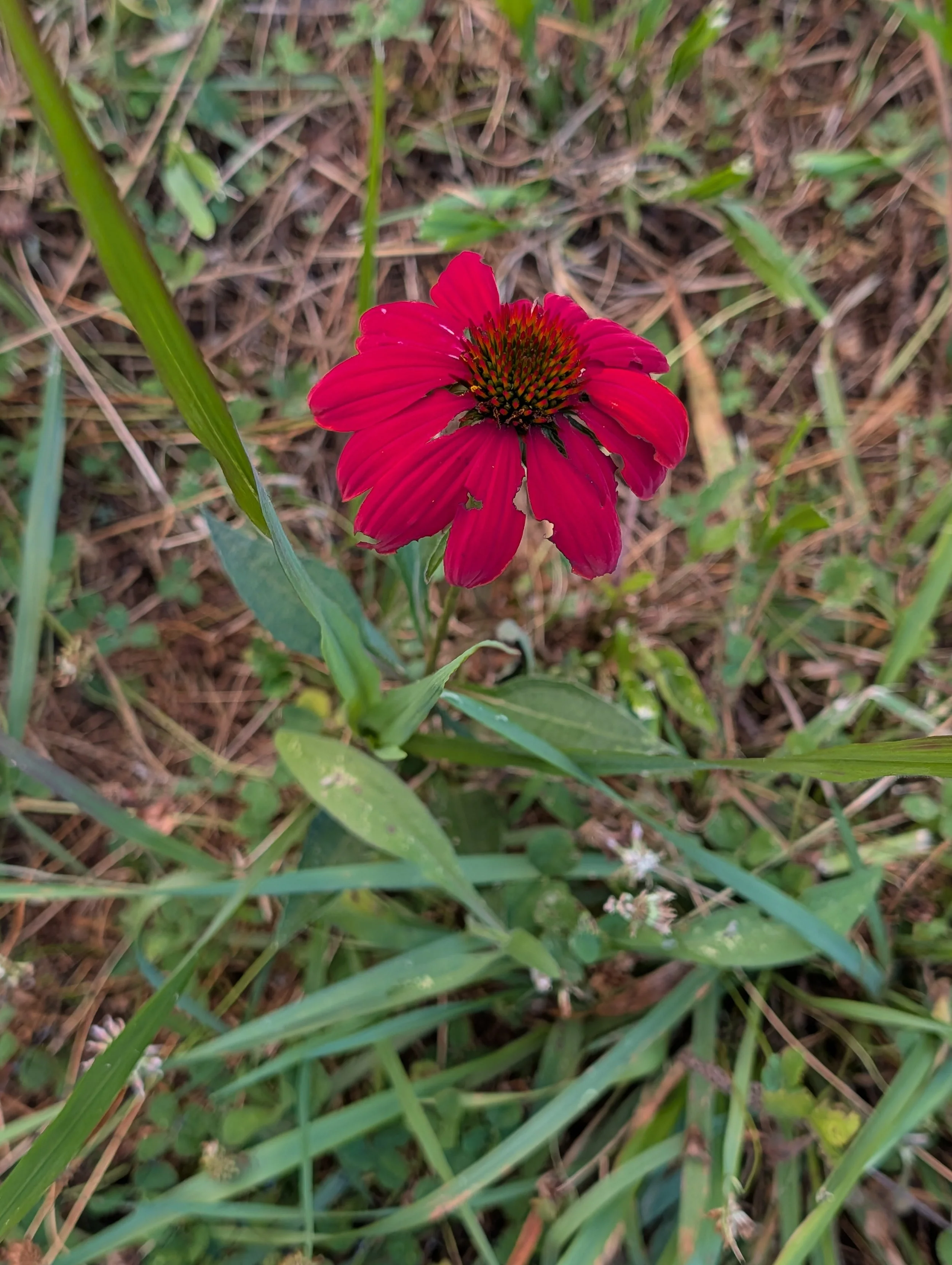 A single volunteer red coneflower blooming among the grasses at Quinnfield Gardens in East Tennessee.