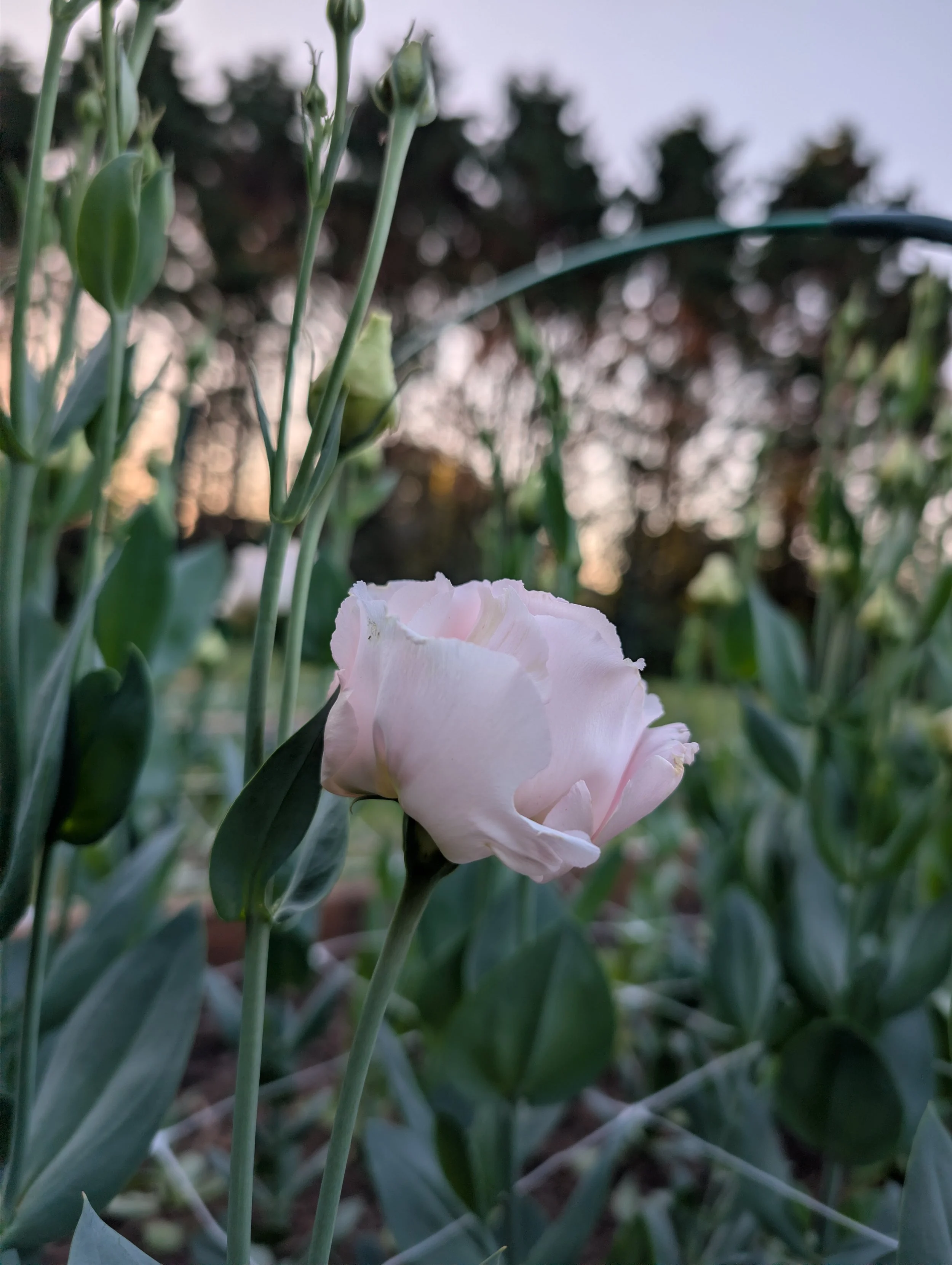 First pale pink lisianthus bloom opening in the field at Quinnfield Gardens after months of growing from seed.