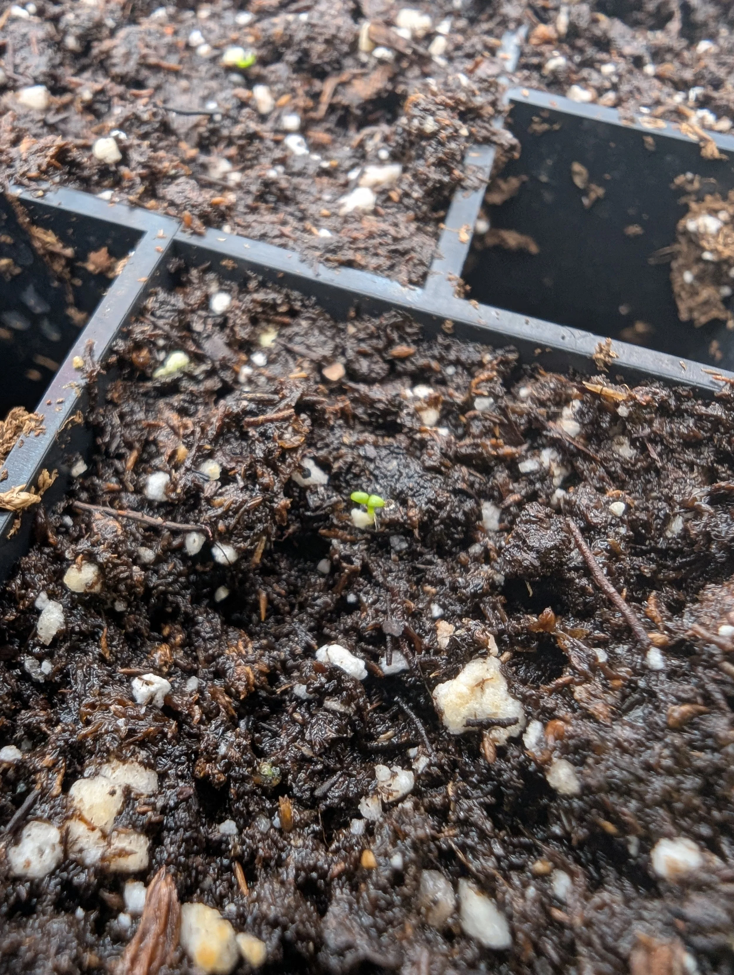 IMPOSSIBLY SMALL SEEDLINGS