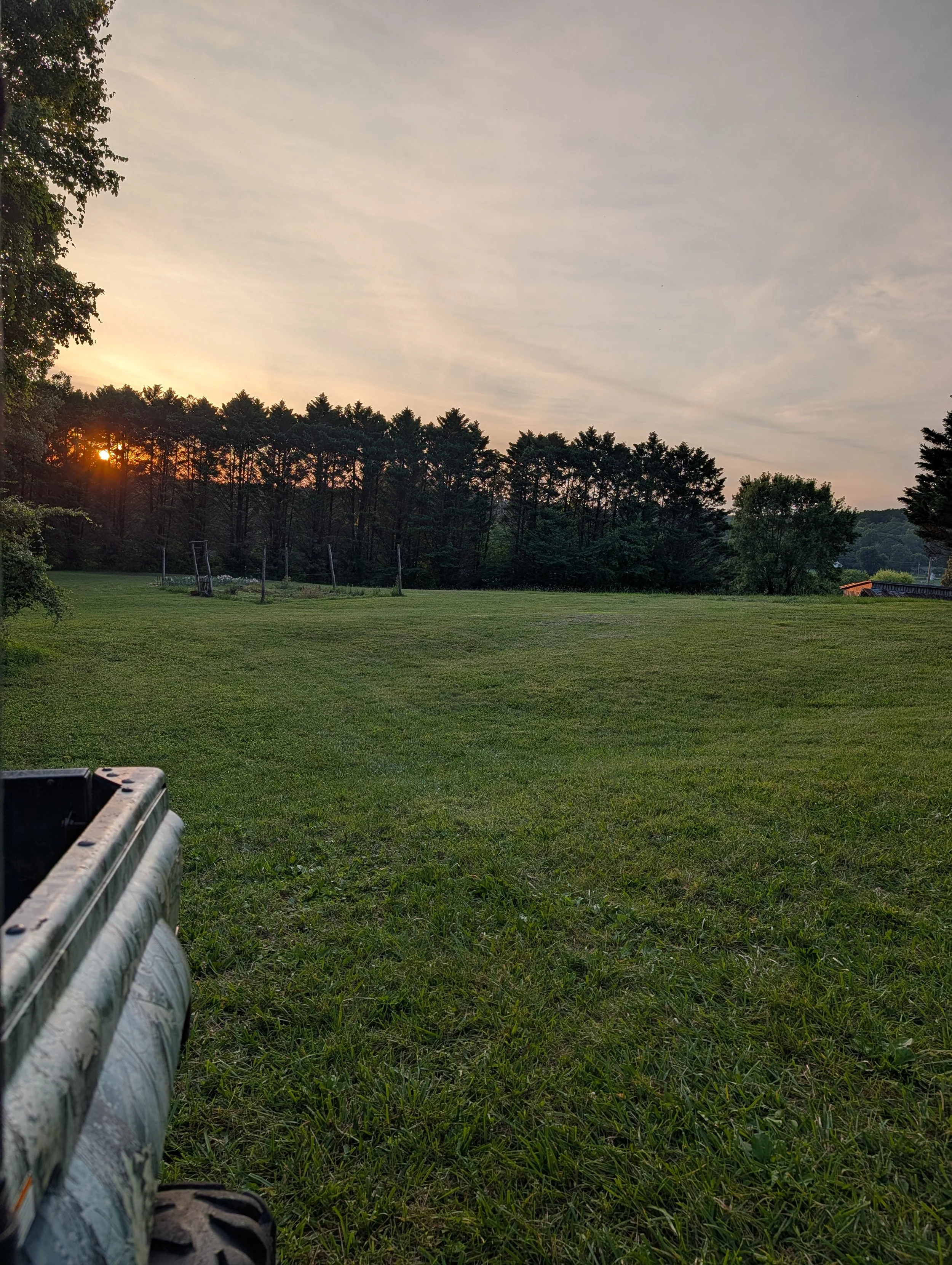 Open meadow bordered by tall evergreen trees at sunset on the flower farm in Athens, Tennessee.