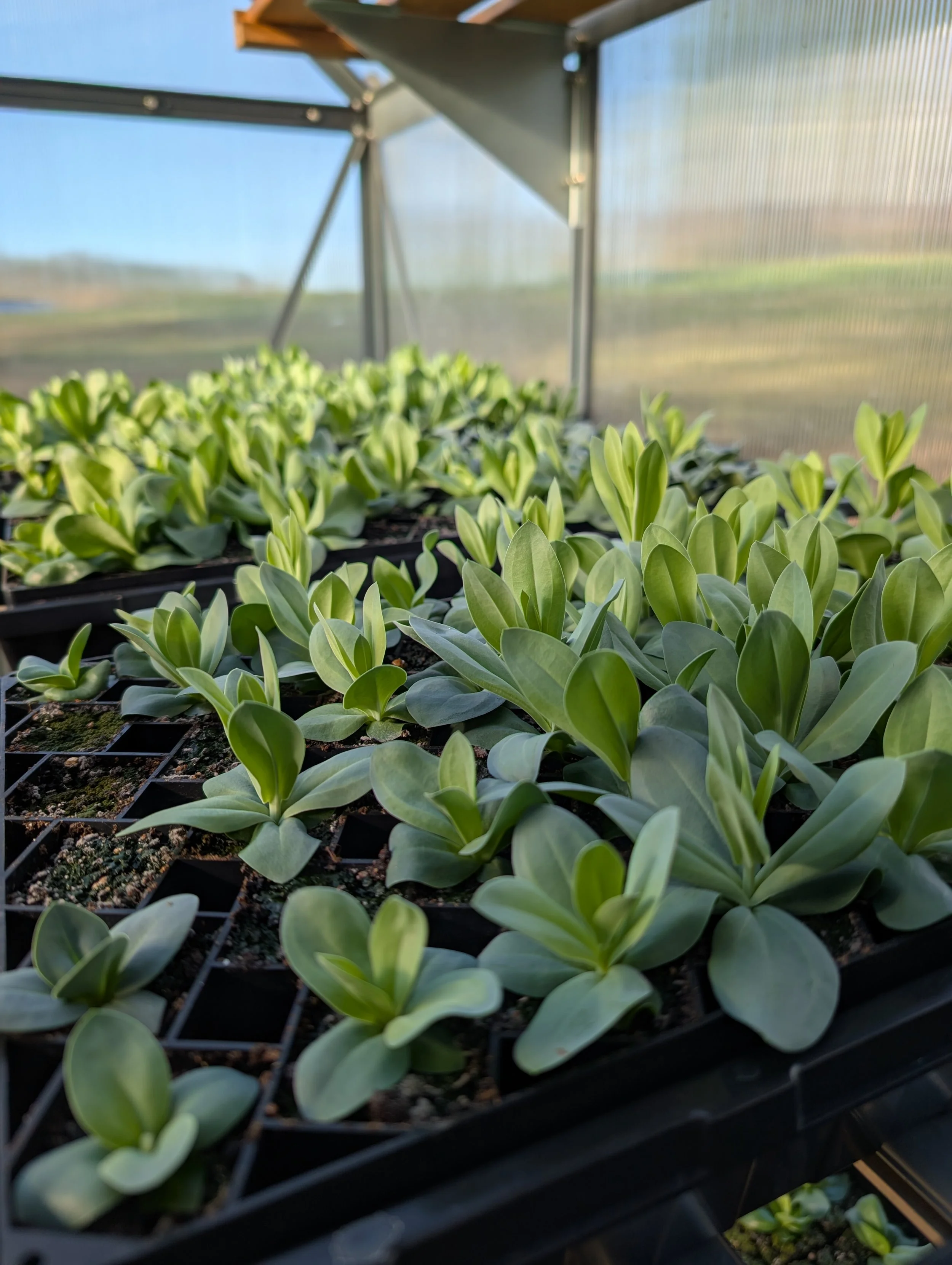 Rows of lisianthus seedlings growing in plug trays inside an unheated greenhouse, hardening off before field planting.