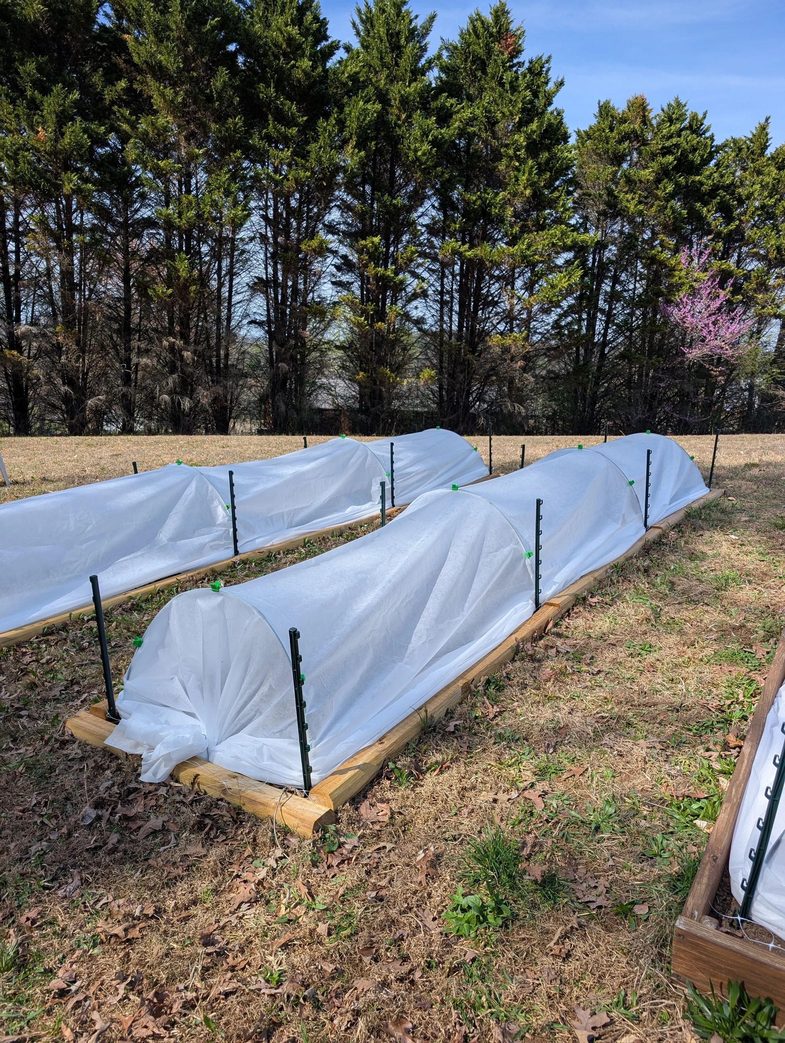 Edged garden beds covered with low tunnels and frost cloth to protect early spring flower plantings from cold weather.