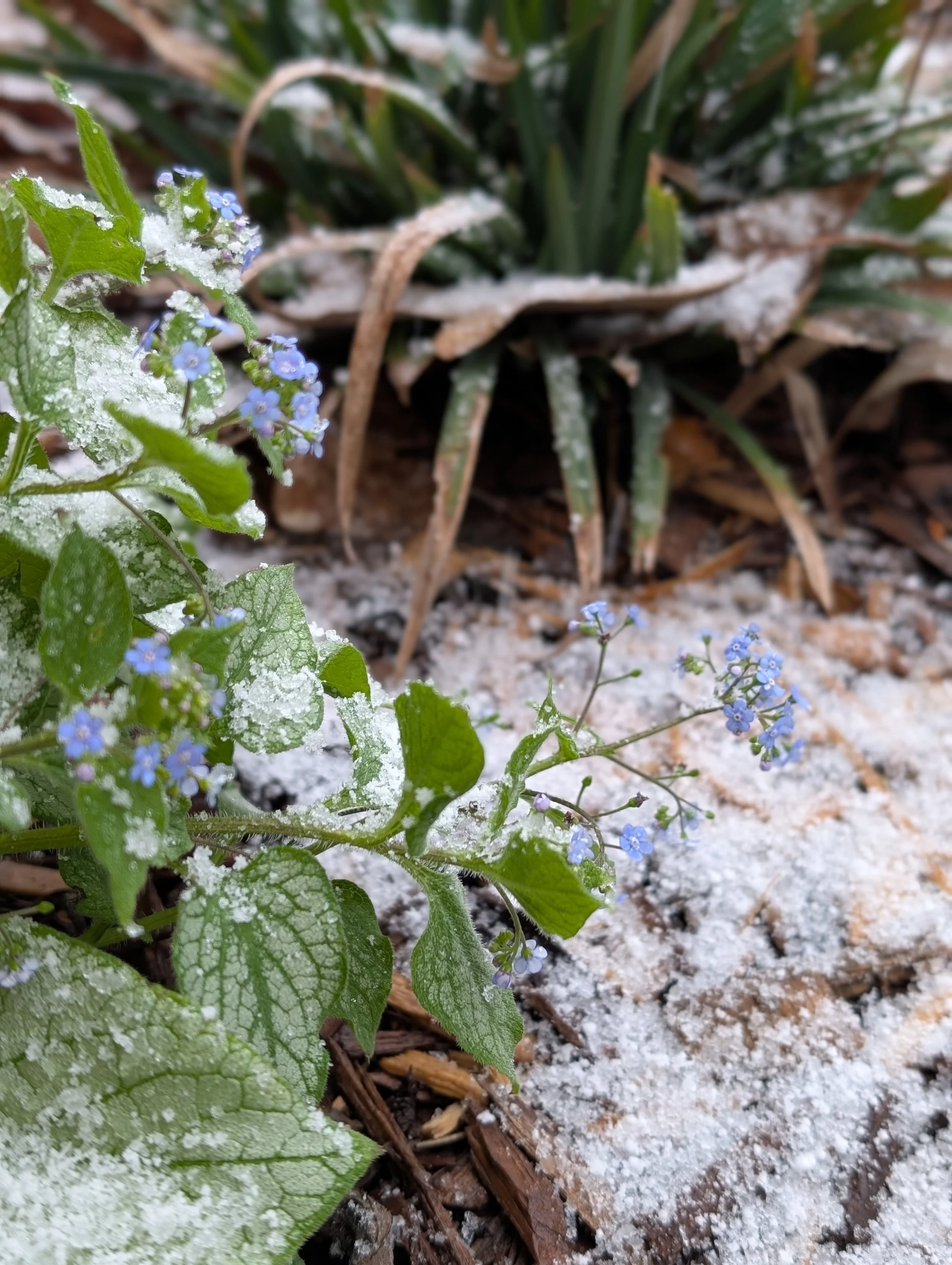 Light frost and snow dusting on a jack frost brunnera during a late-season cold snap.
