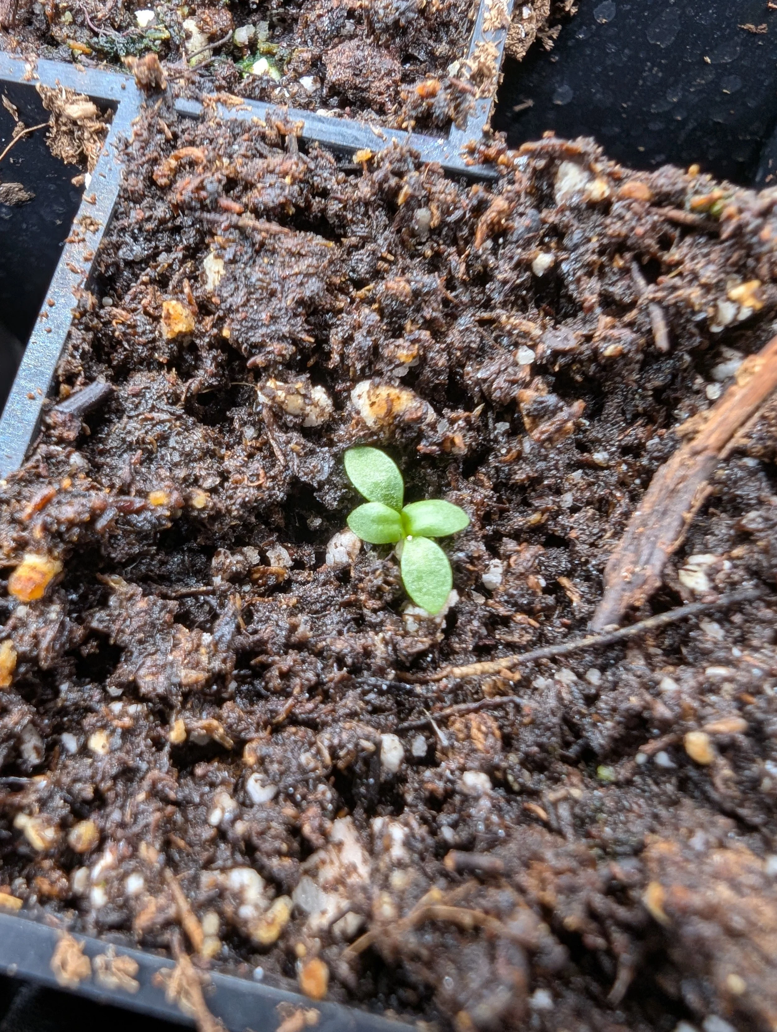 Close-up of a young lisianthus seedling with first true leaves growing in a seed tray filled with damp seed-starting mix.