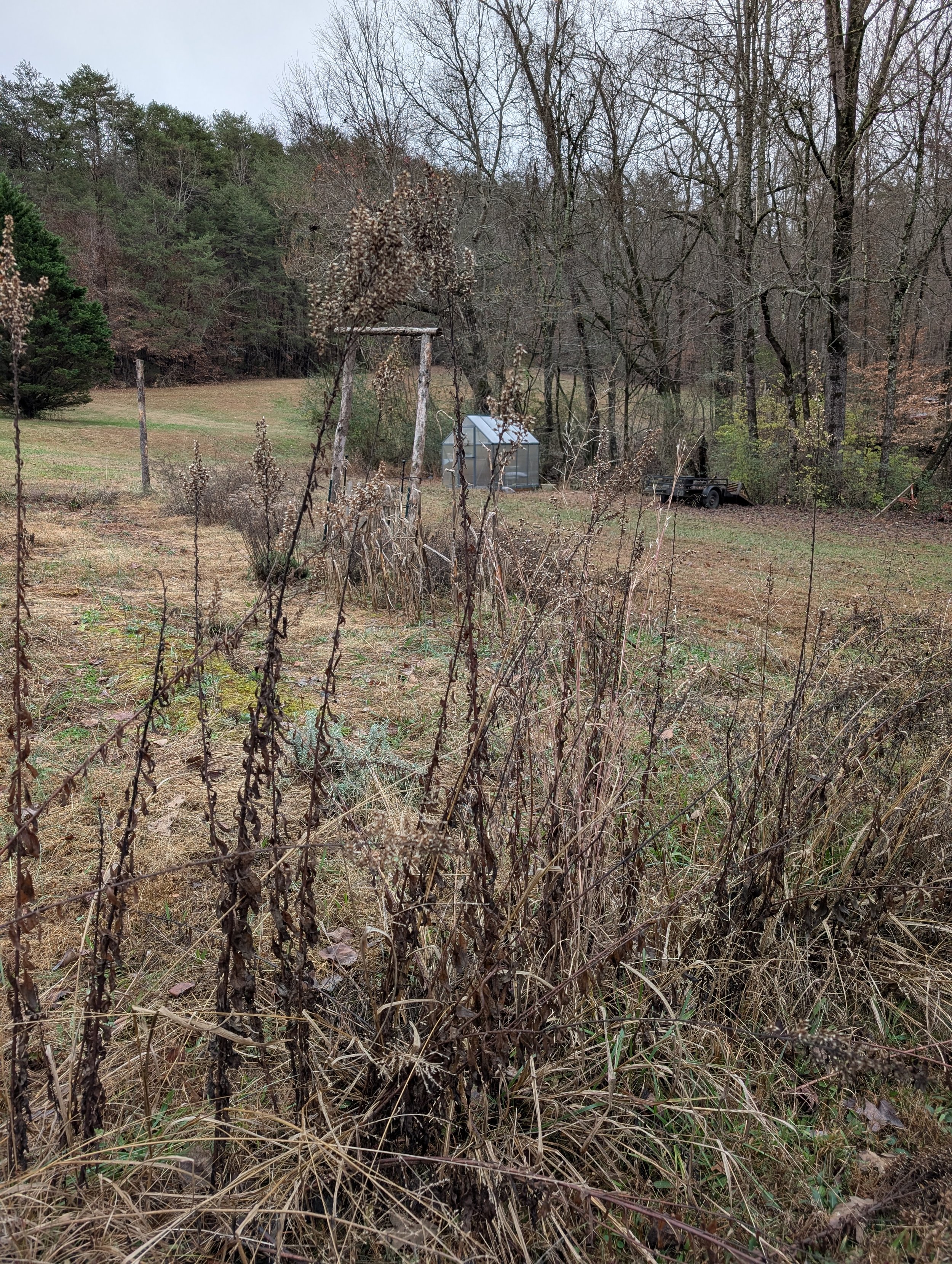 Cascading fallen brown grasses bordering an open winter field surrounded by tall evergreen trees, a greenhouse sits in the distance.
