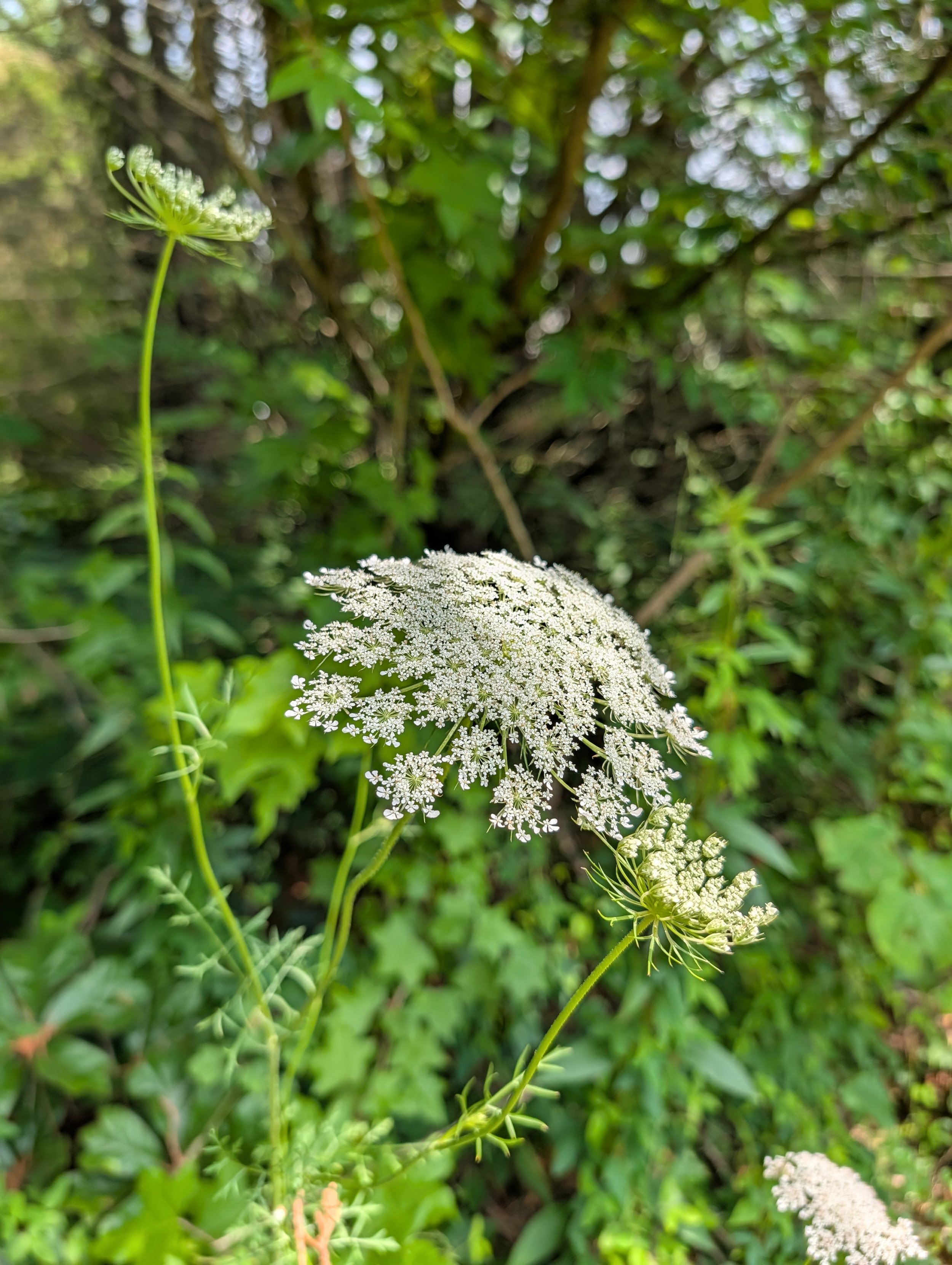 Volunteer white ammi growing naturally along the woodland edge beside the flower field.