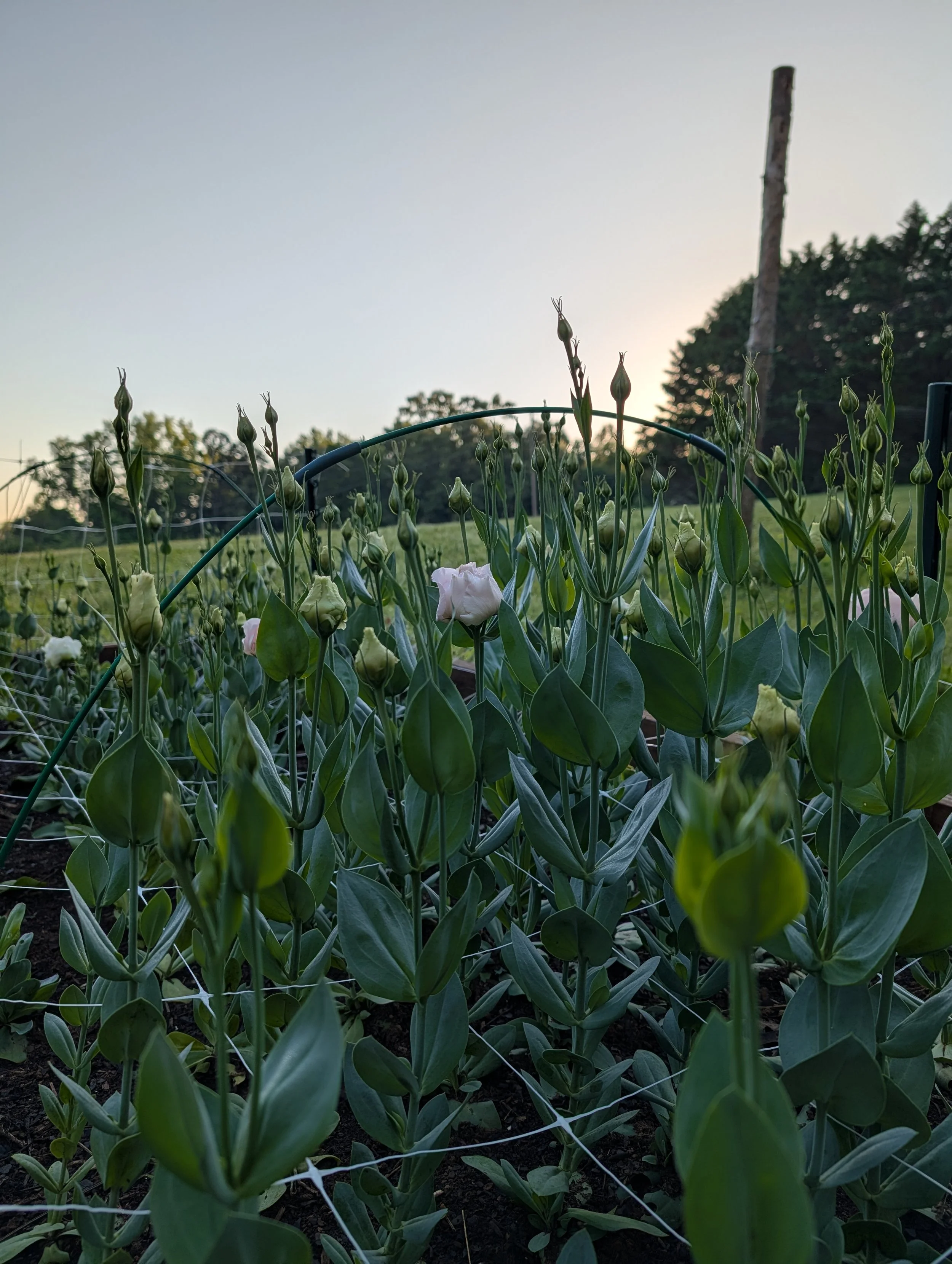 Rows of lisianthus plants with early blooms and buds growing in the field during evening light.