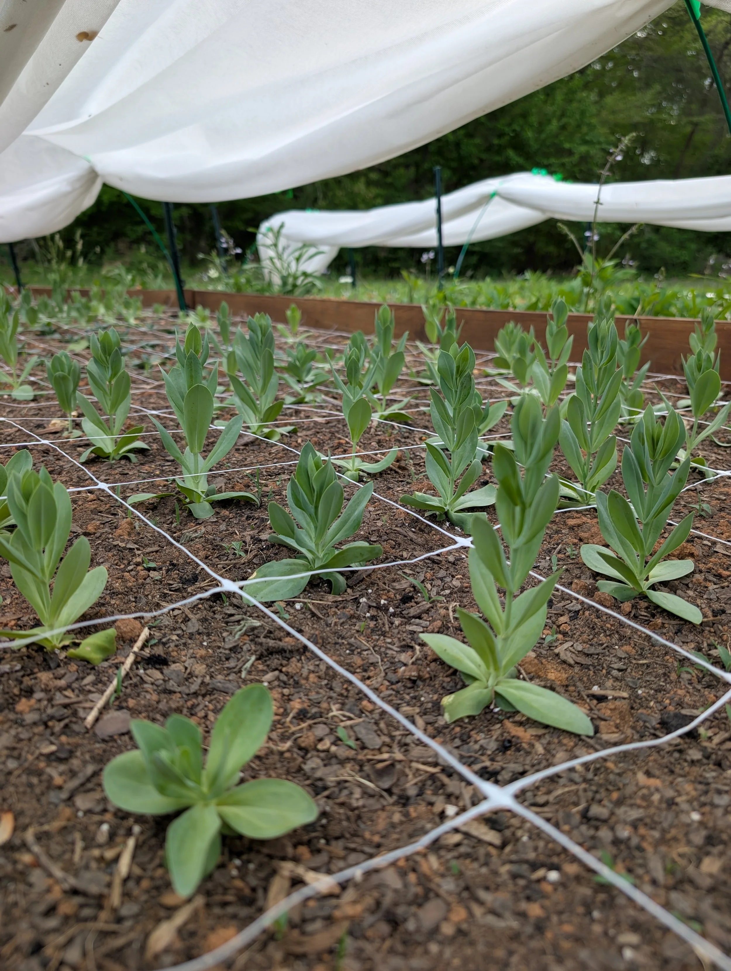 Planting lisianthus in the field