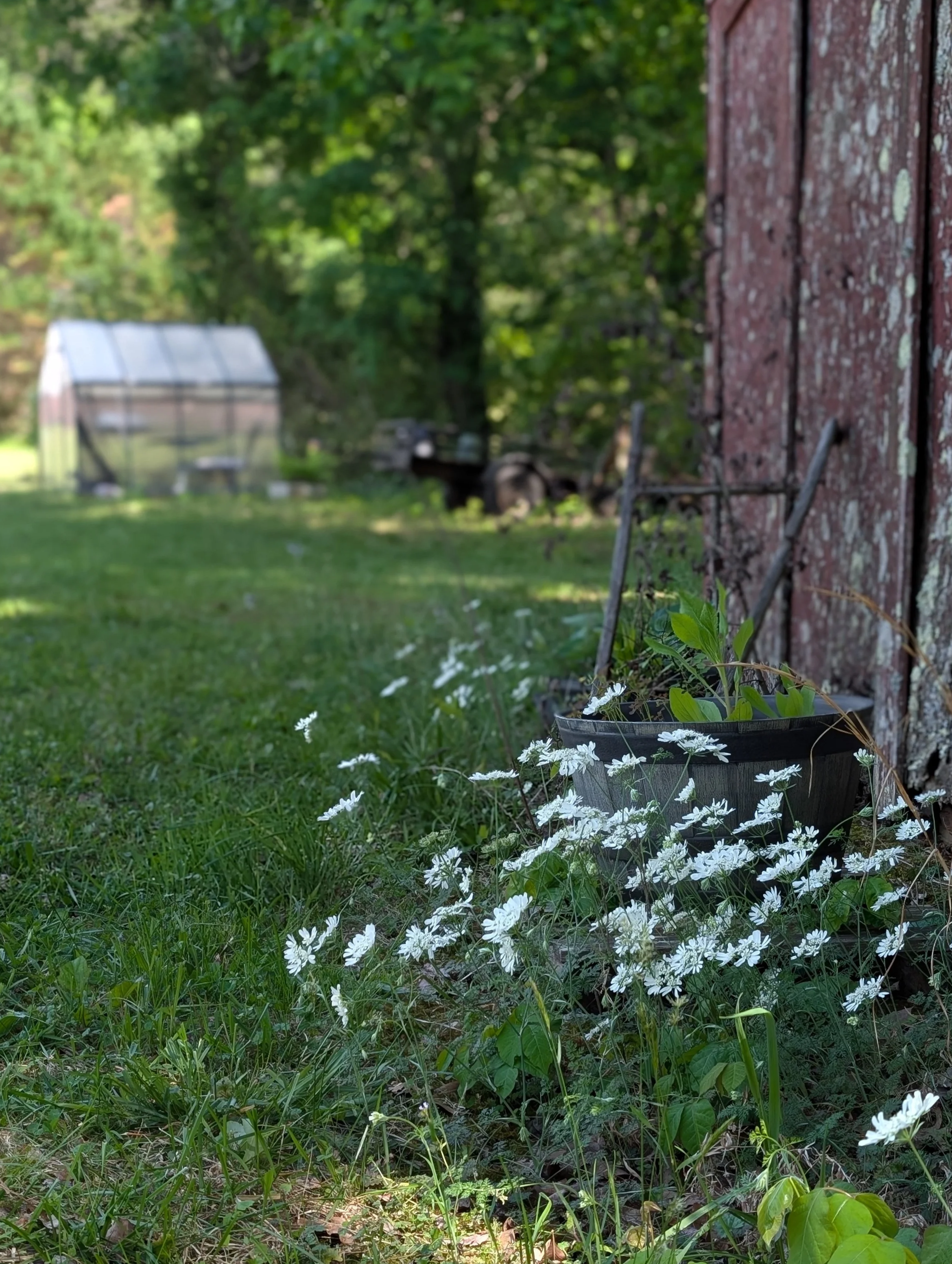 Volunteer orlaya growing in the grass on the side of an old red barn, a greenhouse is visible in the distance.