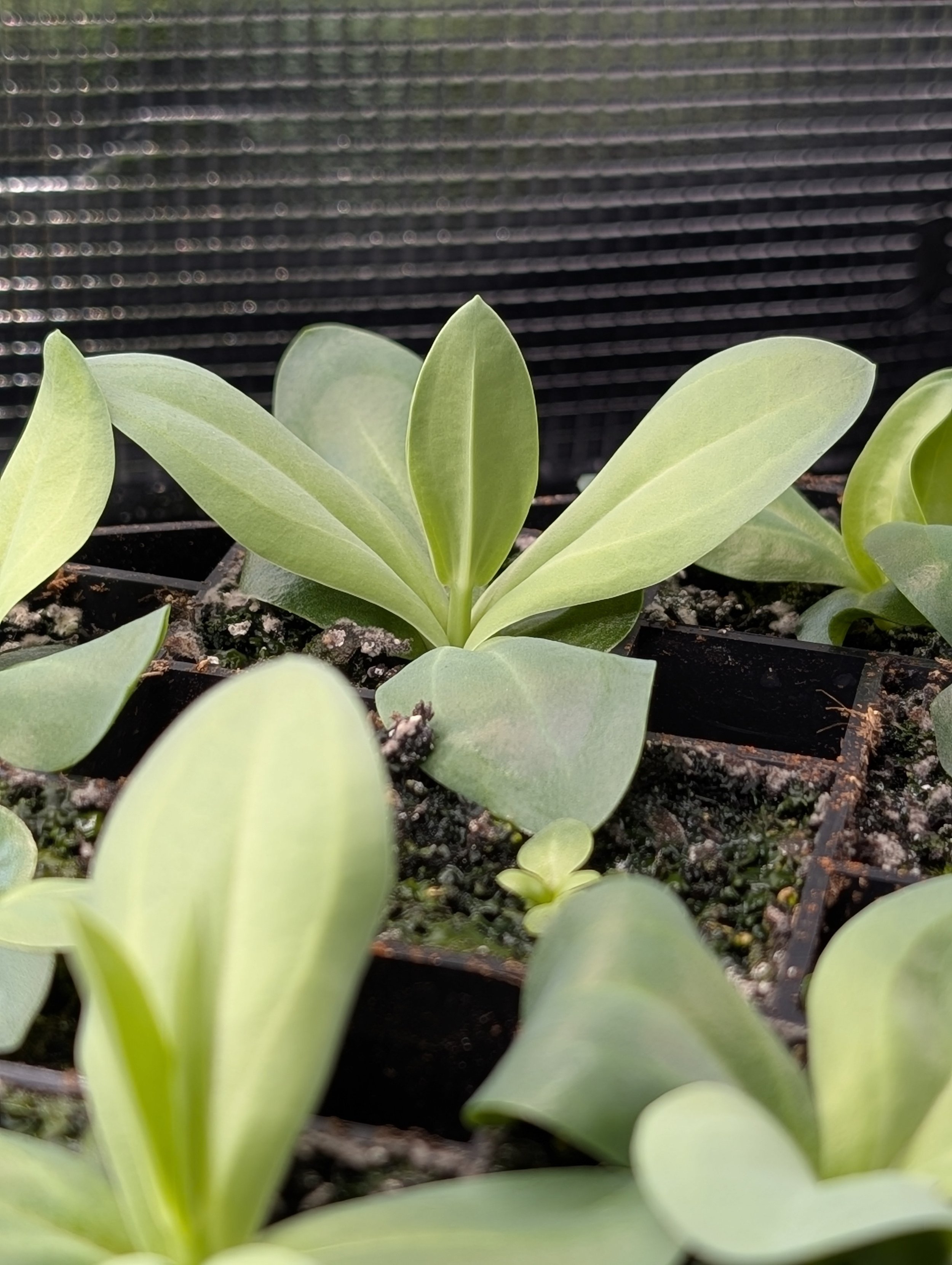 Close-up of mature lisianthus seedlings in plug trays showing multiple sets of true leaves.