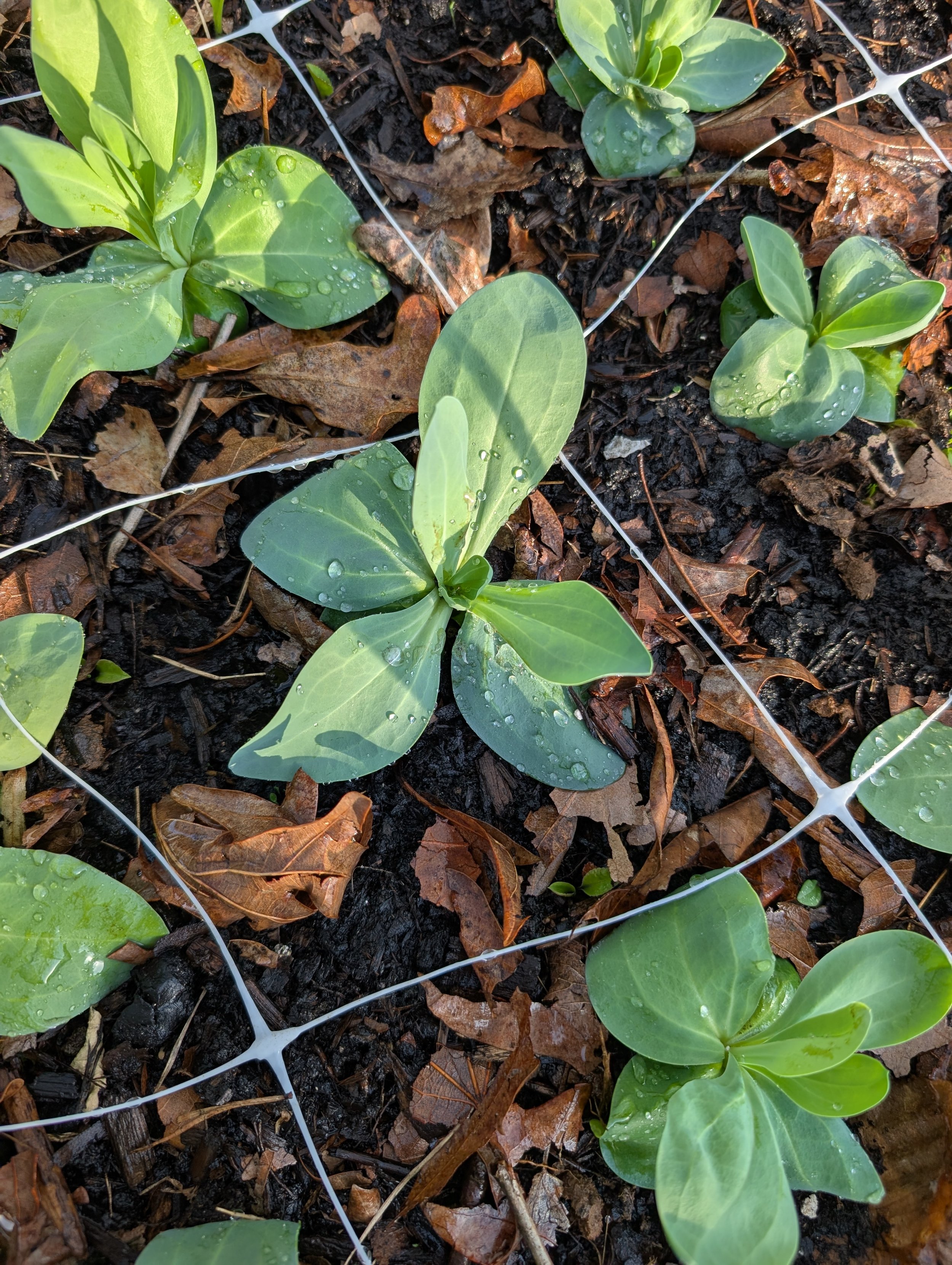 Young lisianthus seedlings growing in a garden bed with support netting and mulch around the base.