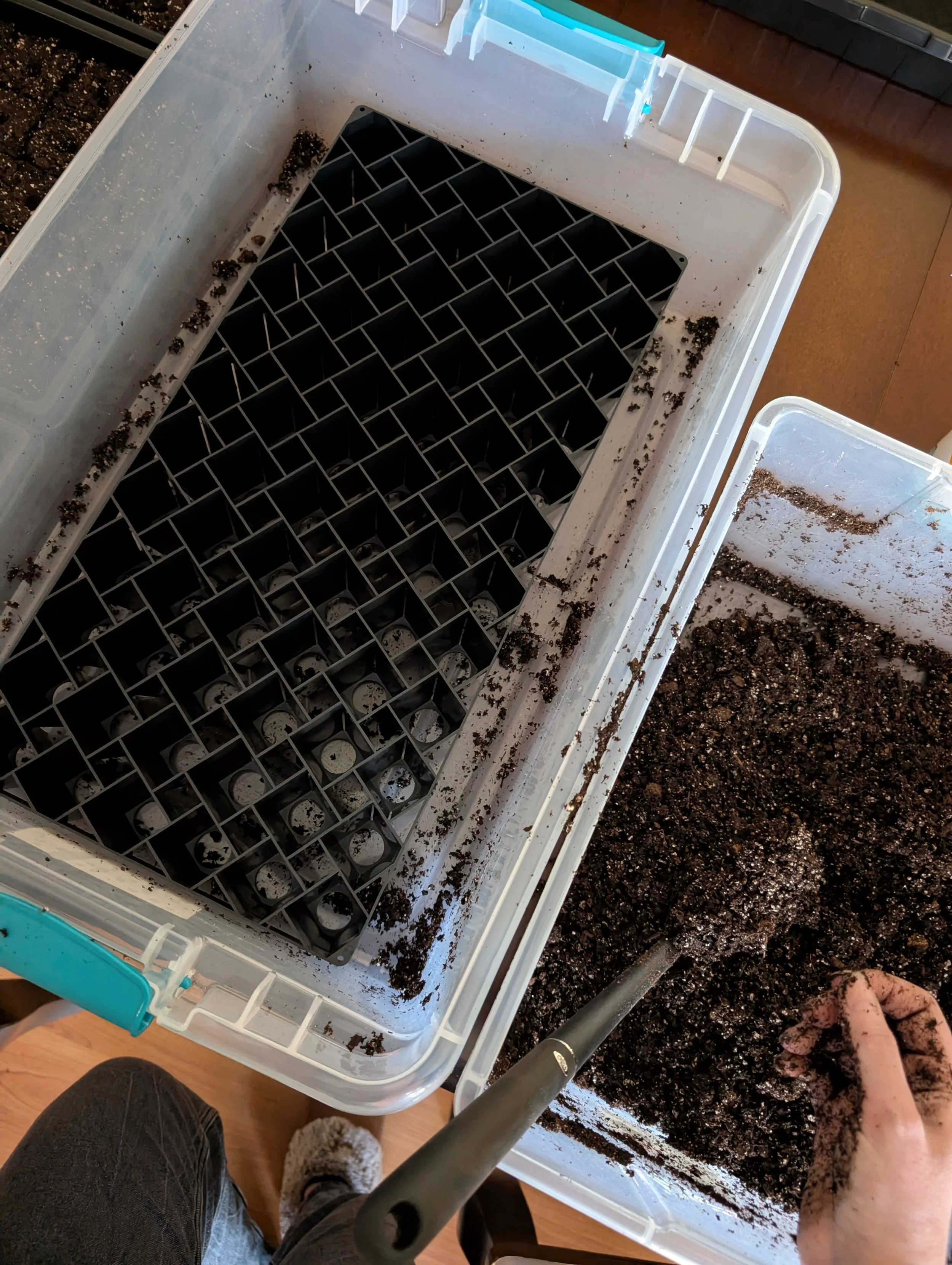 Overhead view of air-prune trays, seed-starting soil, and tools during lisianthus sowing.