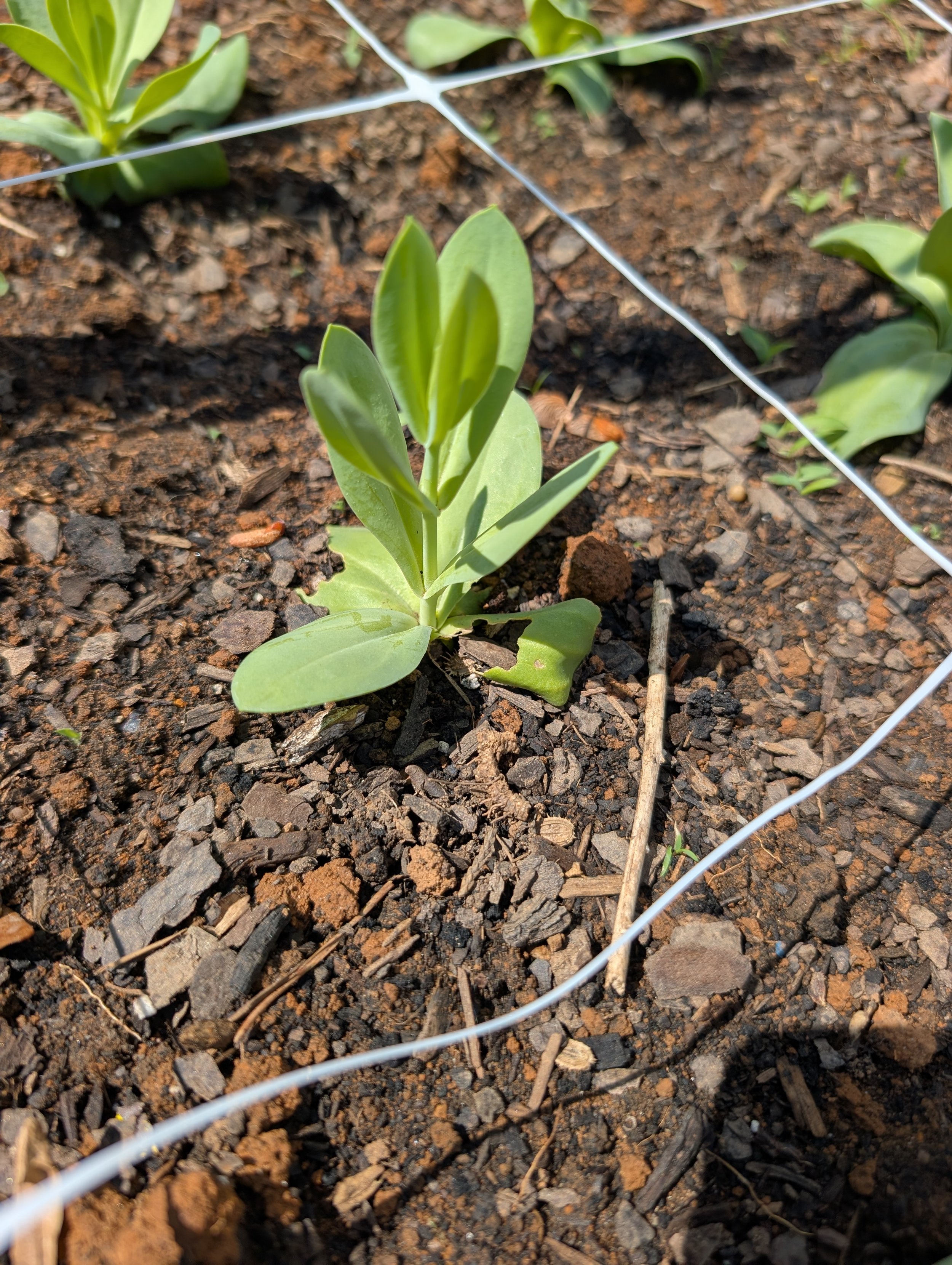 A single lisianthus seedling newly planted in soil with support netting grid in place and caterpillar damage to the lower leaves.