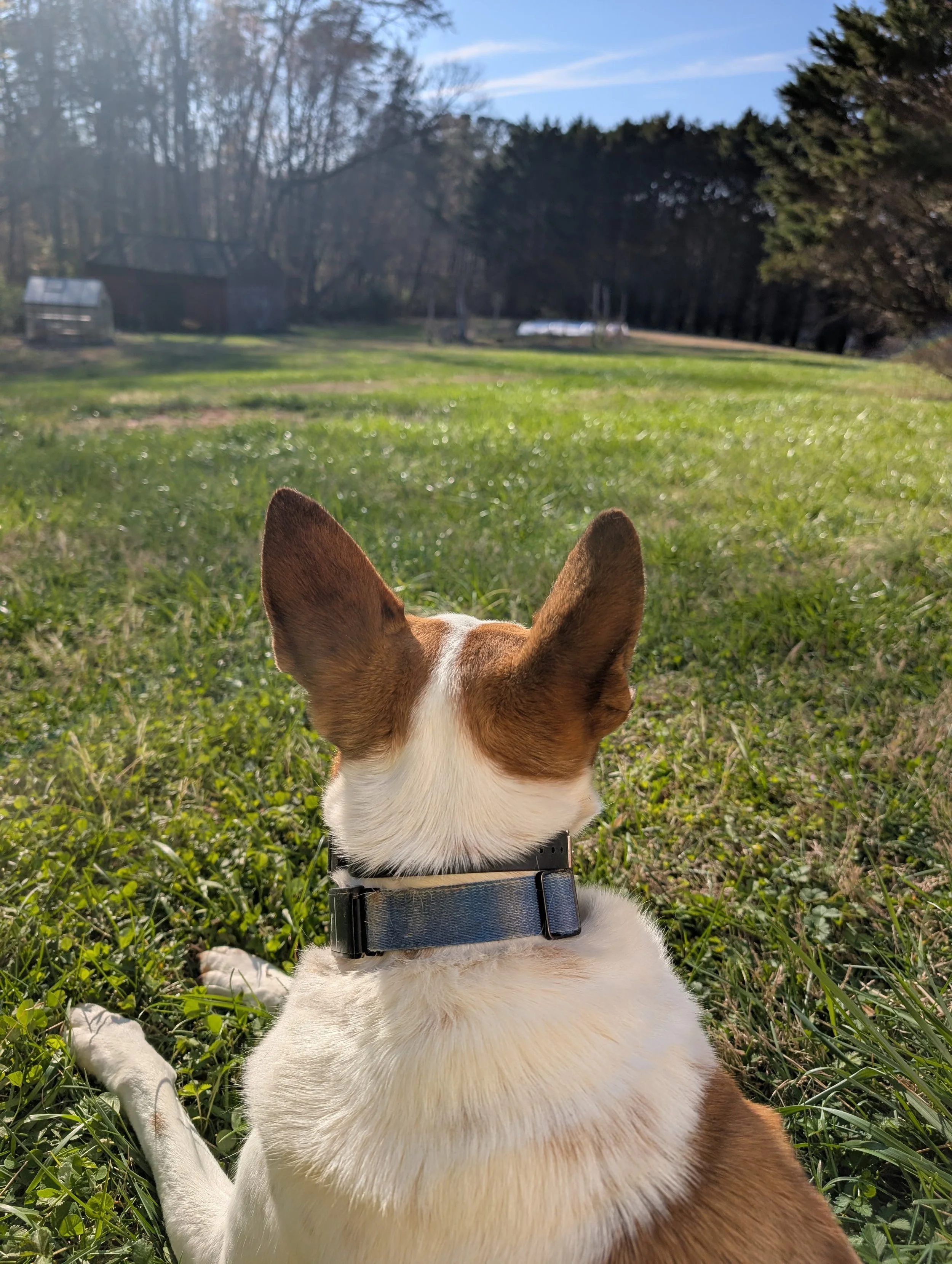 Cattle dog sitting in a grassy field looking toward the garden rows on a clear early spring day.