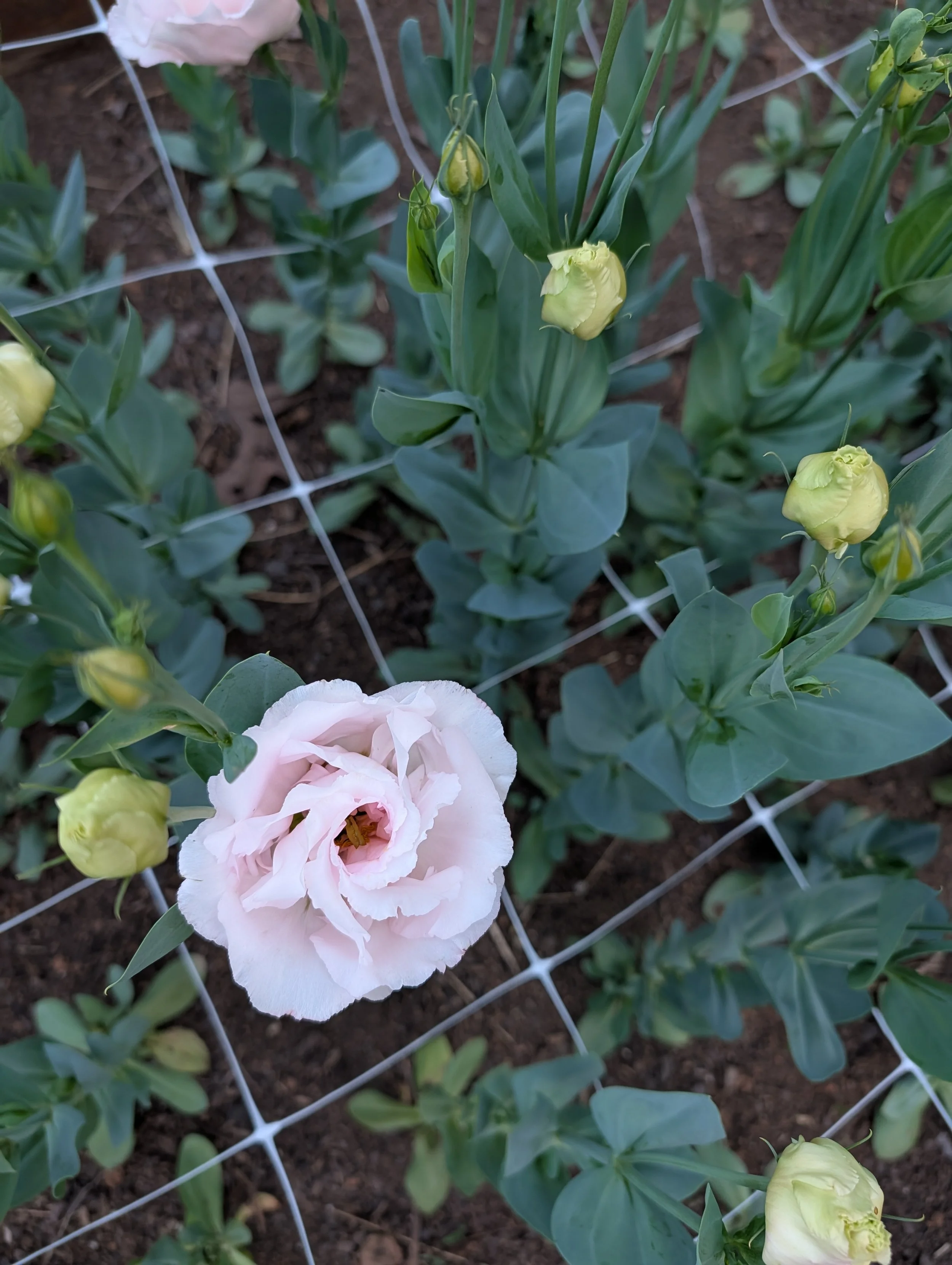 Multiple lisianthus blooms and buds emerging on plants growing in a Tennessee flower field.