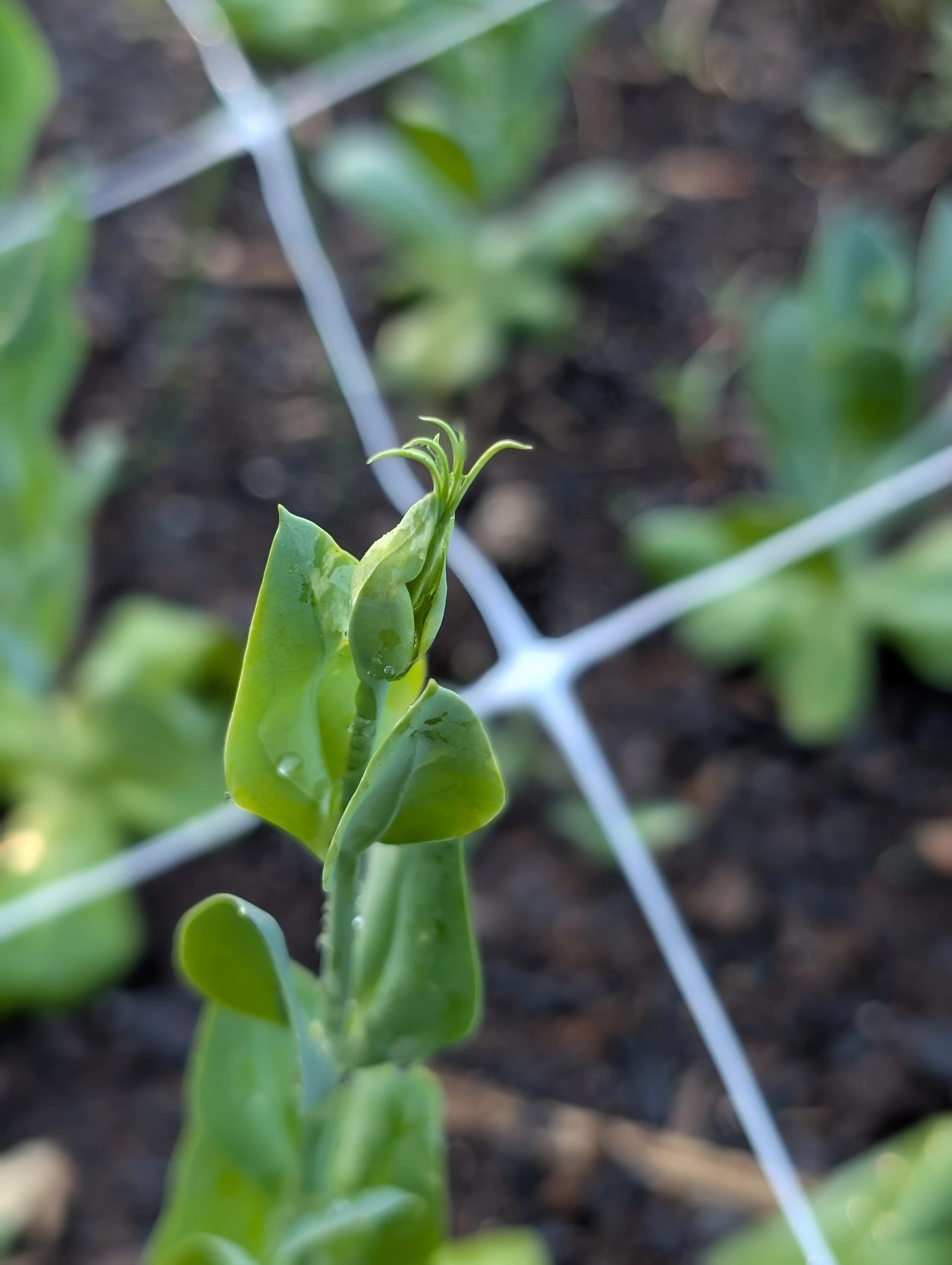 Close-up of a developing lisianthus flower bud emerging above green foliage in the flower field.