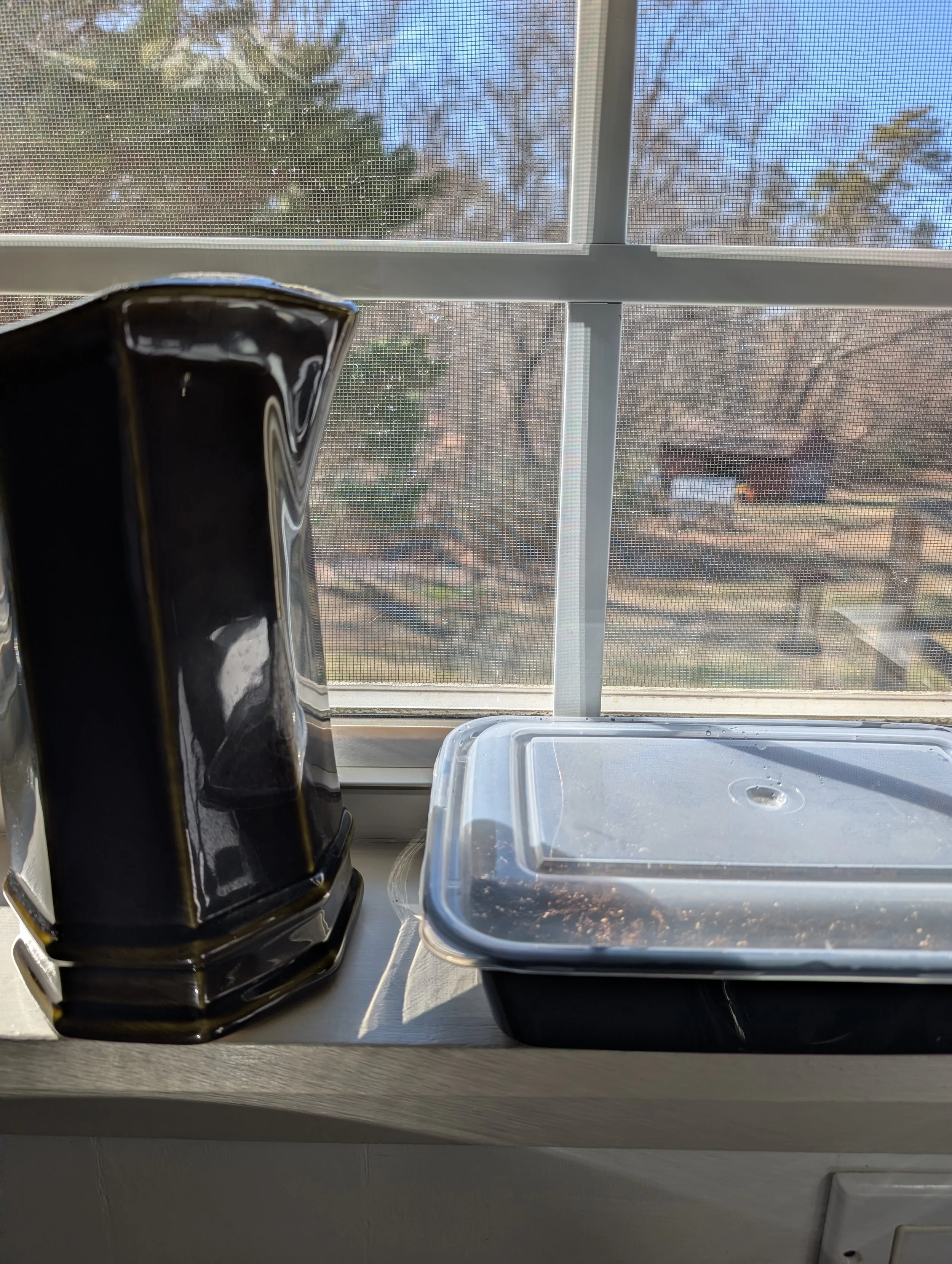 A small container of soil and seeds placed on a windowsill as part of an informal lisianthus germination trial.