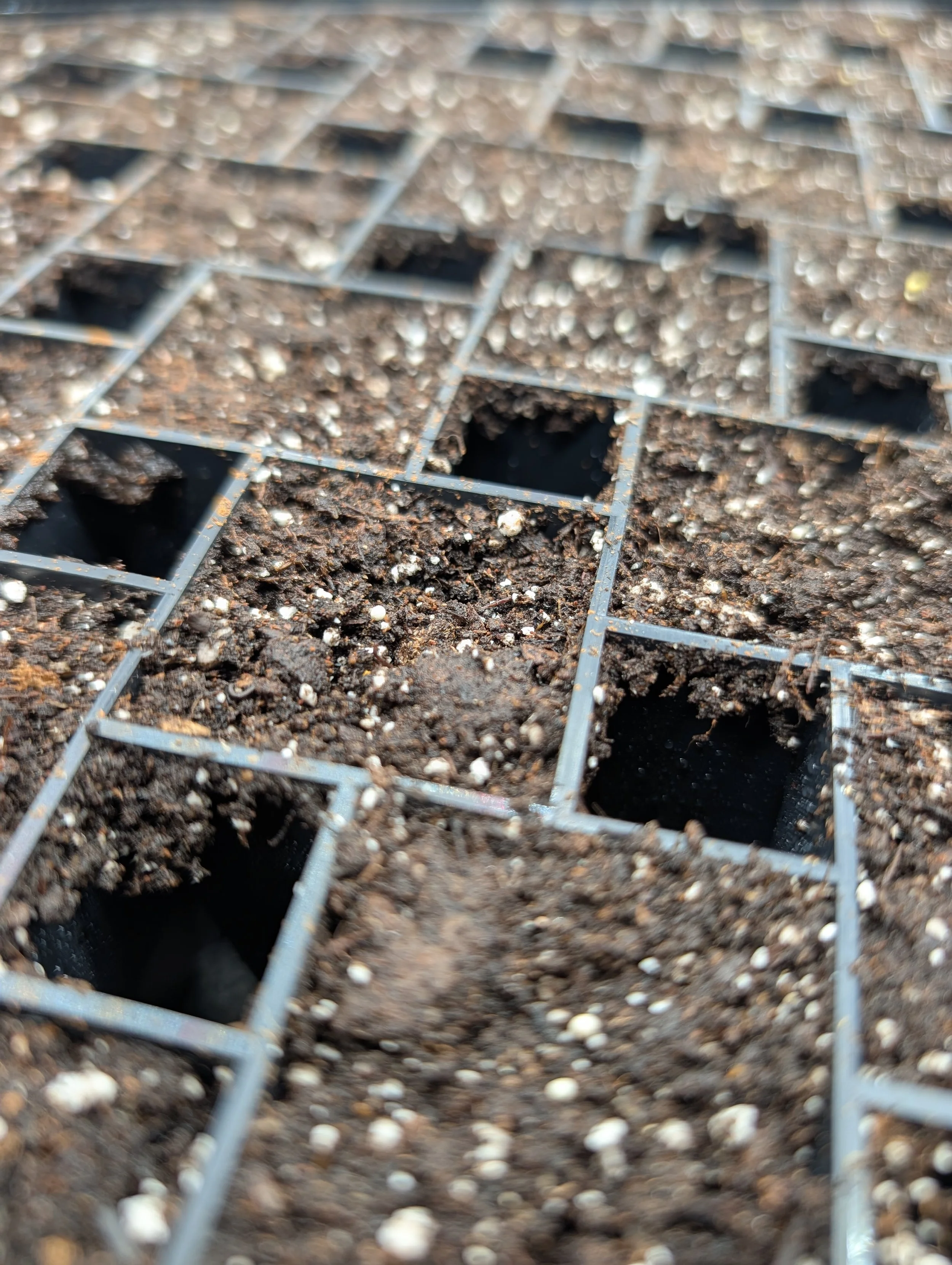 Close-up of air-prune tray cells filled with seed-starting mix and lisianthus seeds.
