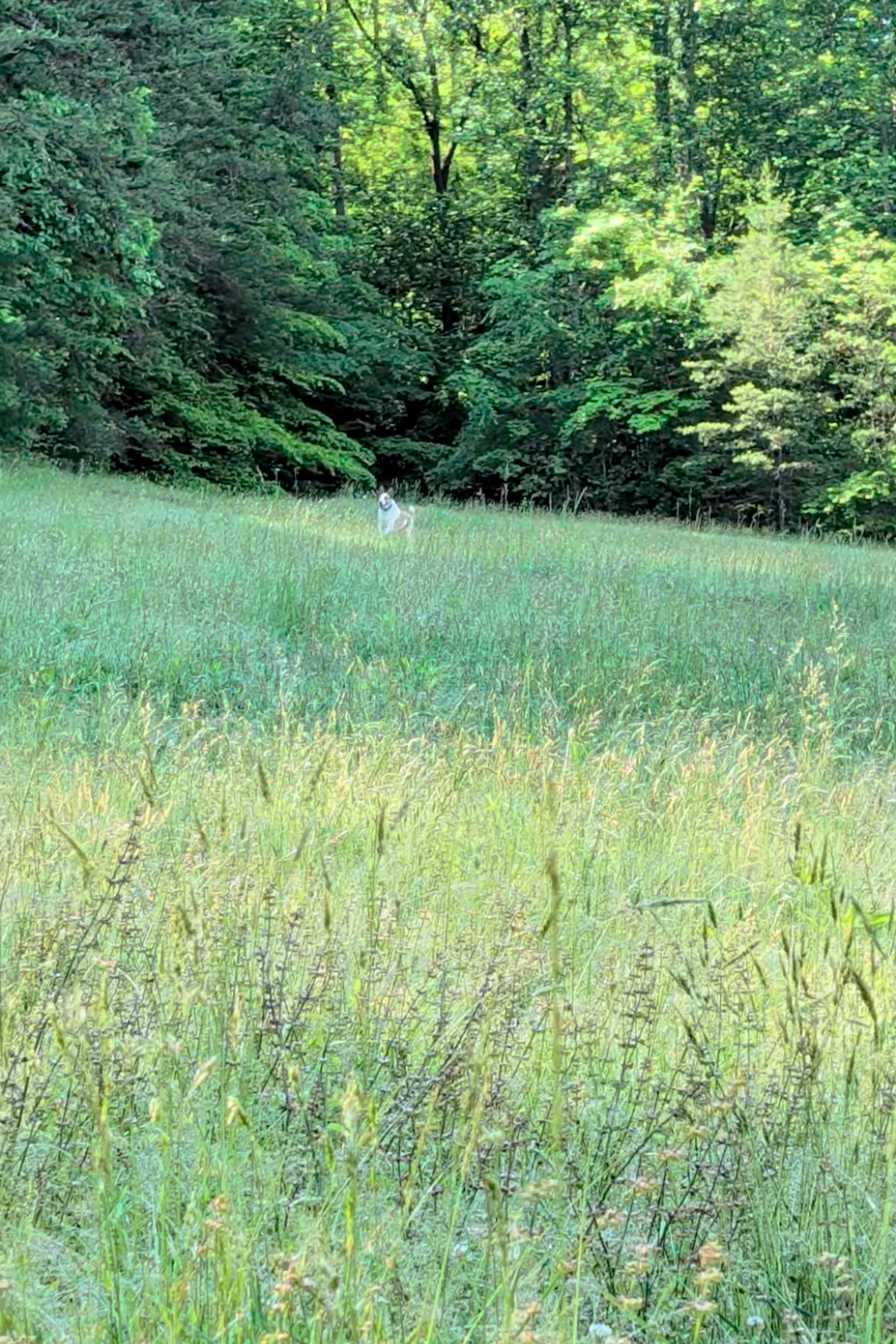 Tall summer grass growing naturally in the field surrounded by lush green trees at Quinnfield Gardens.