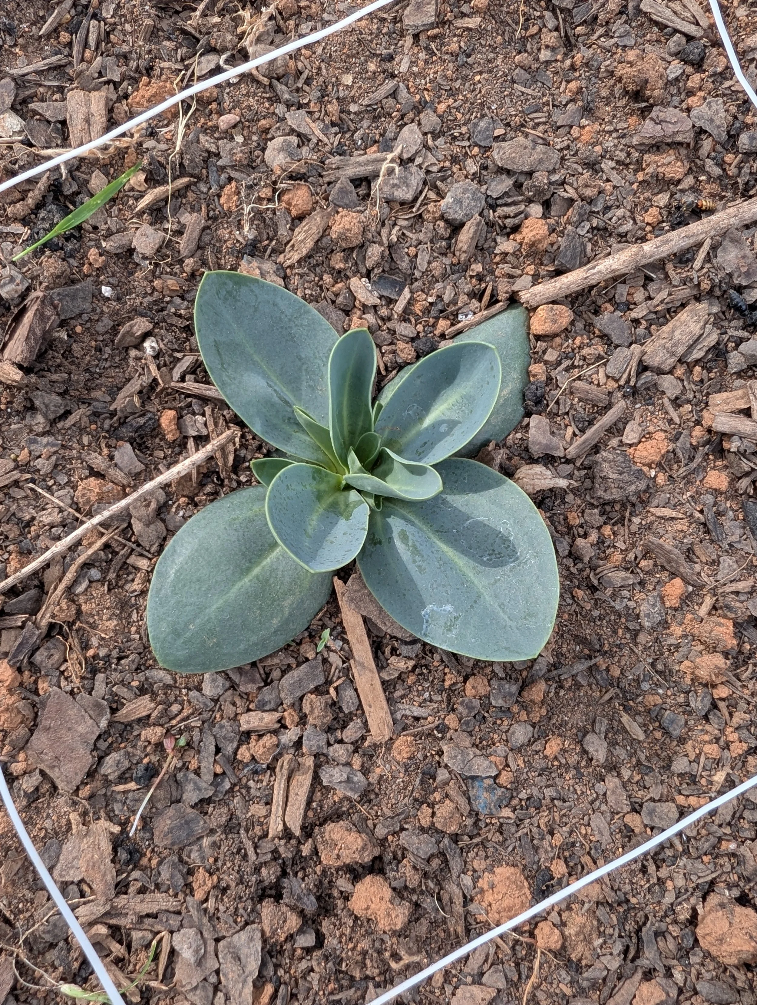 A close-up of a rosetting lisianthus seedling growing in soil after being transplanted to the field.