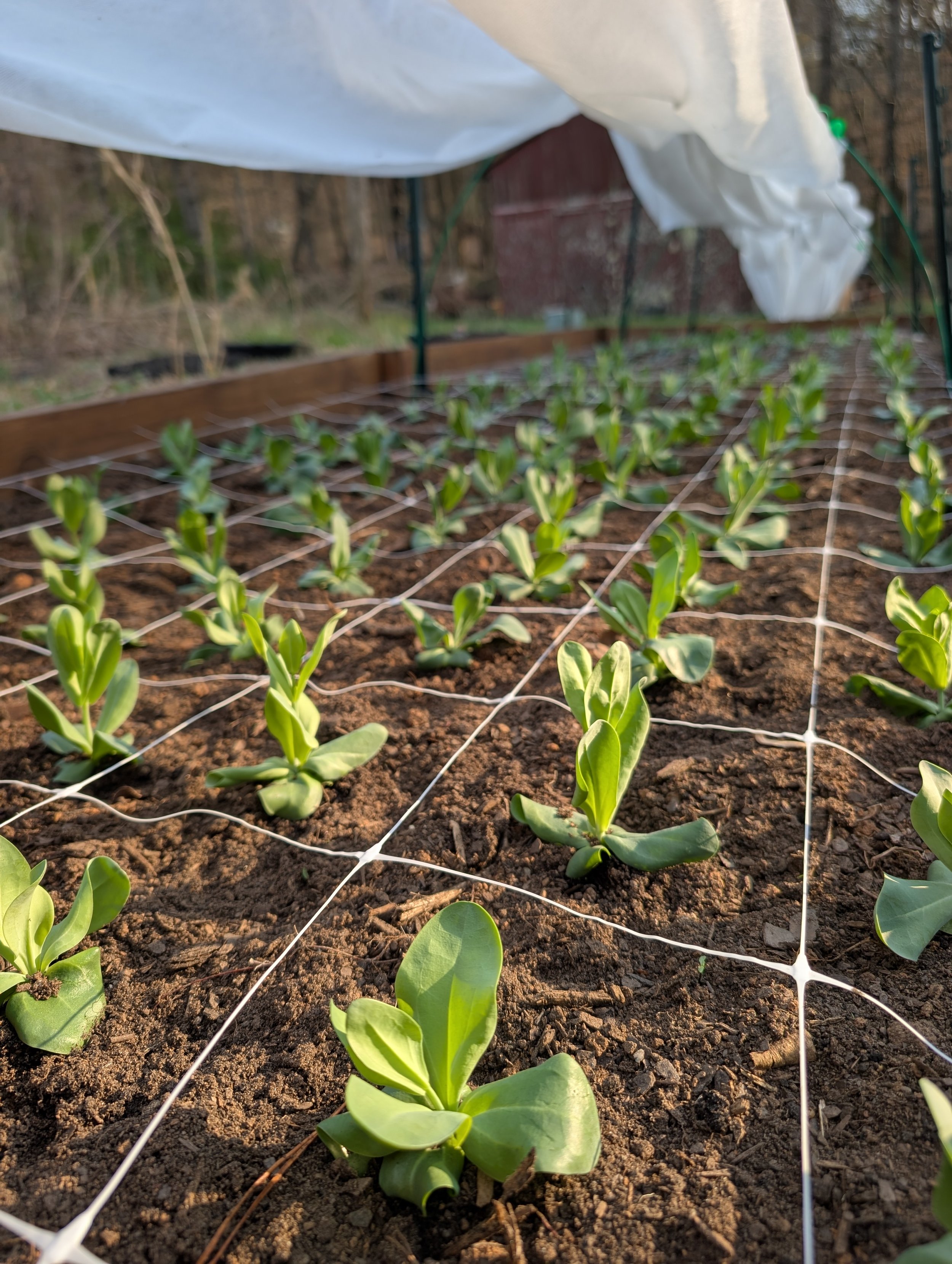 Rows of newly transplanted lisianthus seedlings in garden beds covered with frost cloth for cold protection.