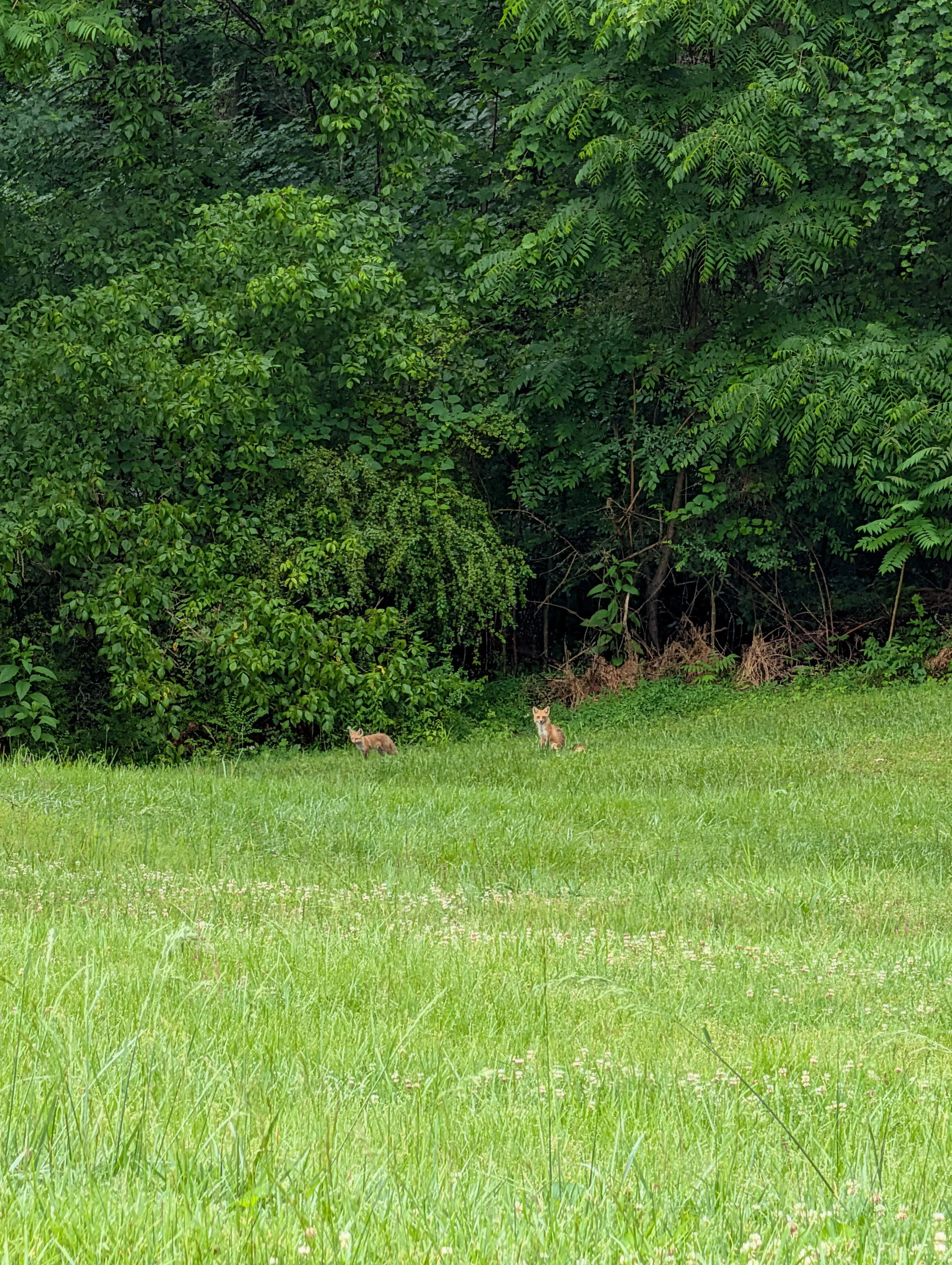 Two young fox kits standing at the edge of a grassy field near the woods during summer.