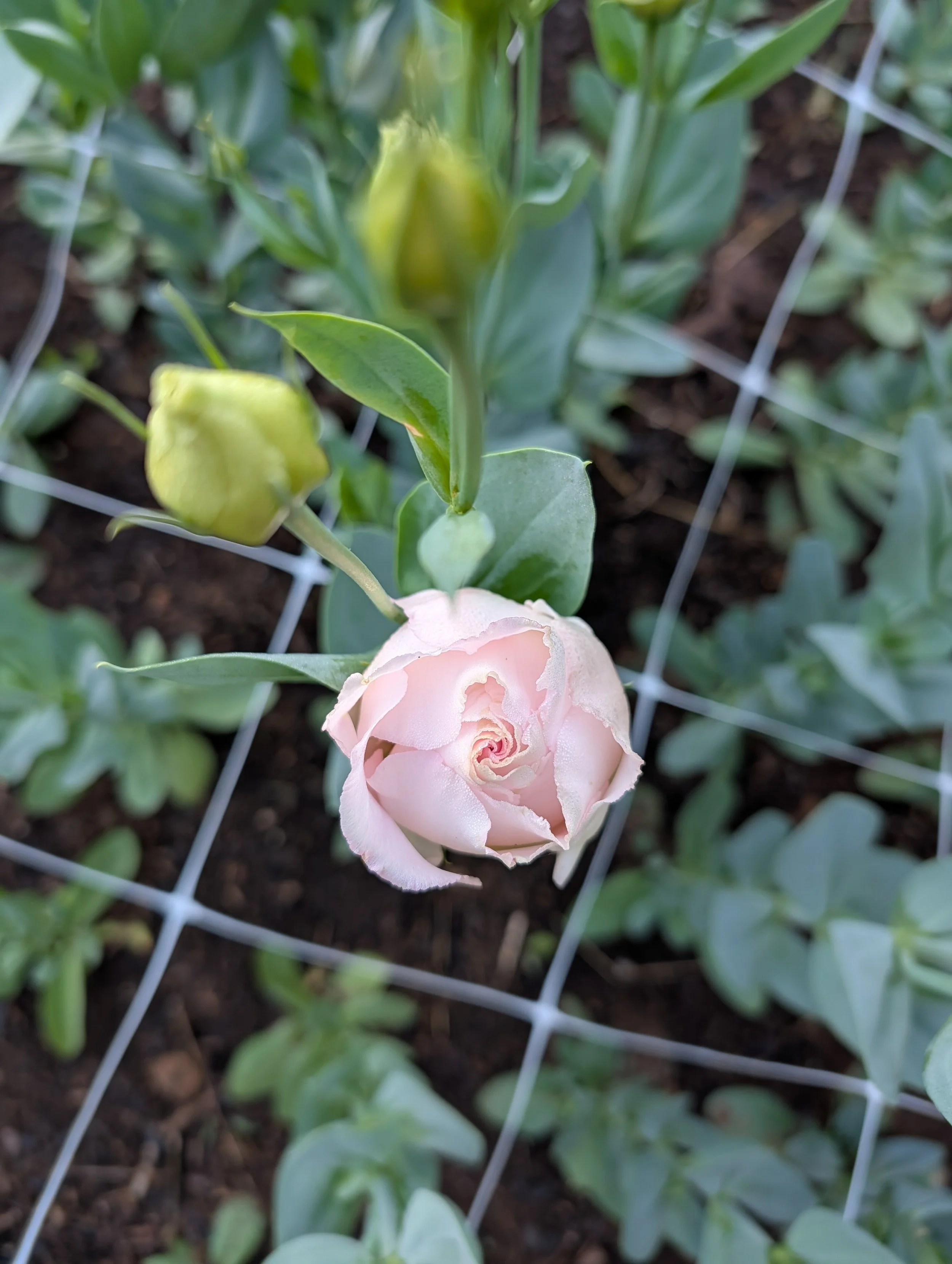 Pink lisianthus flower surrounded by unopened buds on a healthy branching plant.