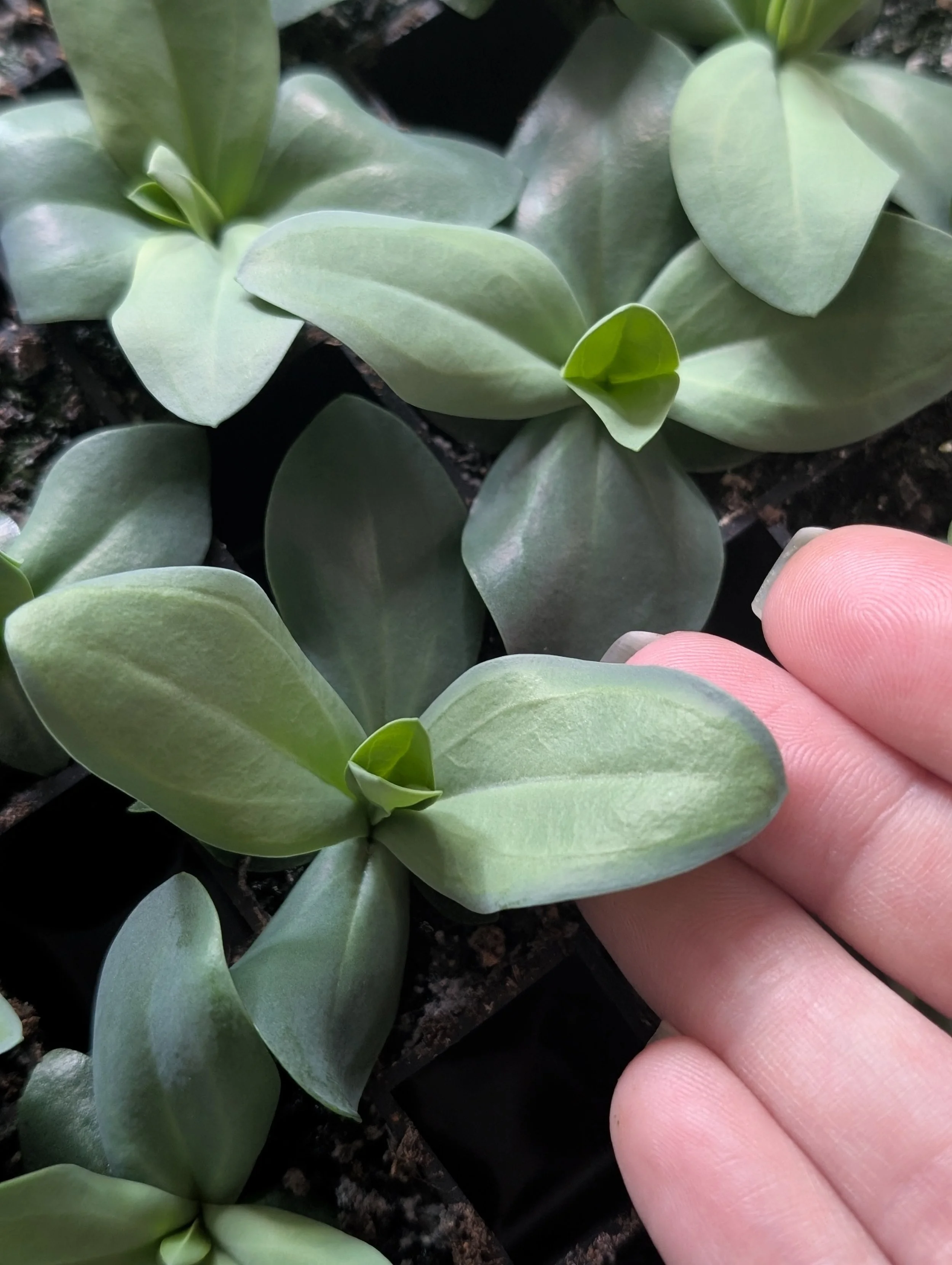 Close-up of healthy lisianthus seedlings growing in plug trays.