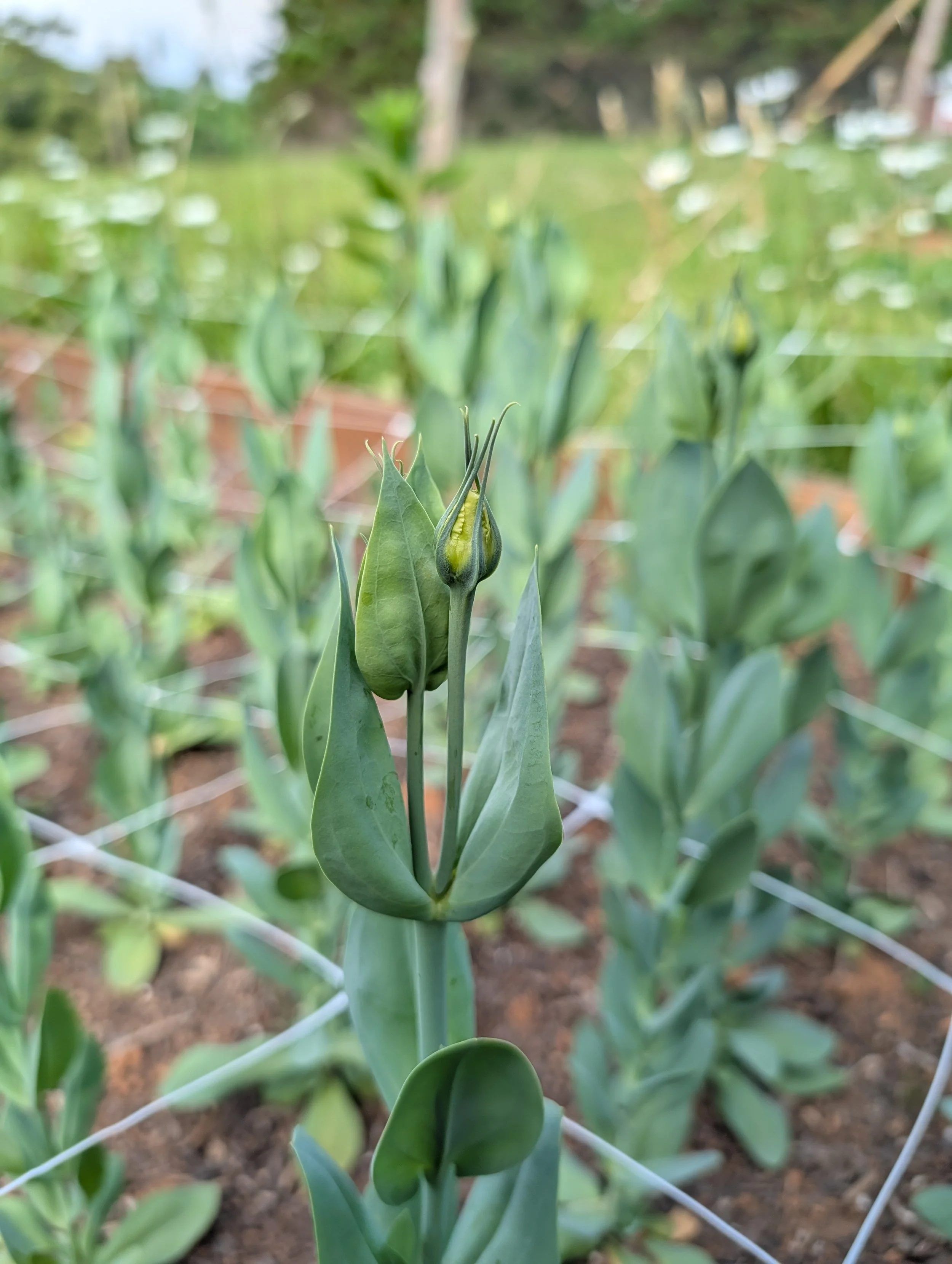 Lisianthus plant with early flower buds growing in a netted flower bed during early summer.