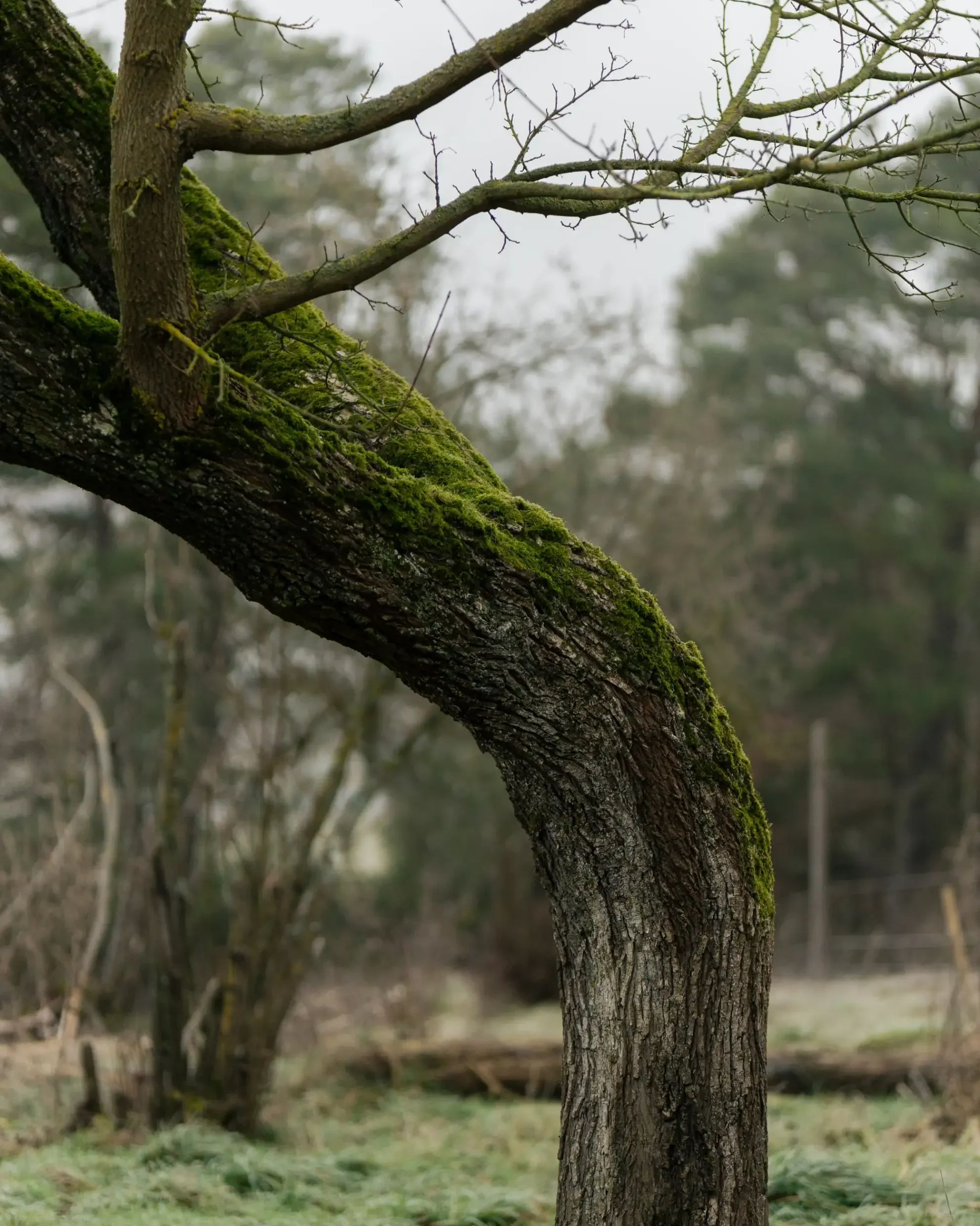landschaftsfotografie-natur-wald-architektur-wald-zerfall-bäume