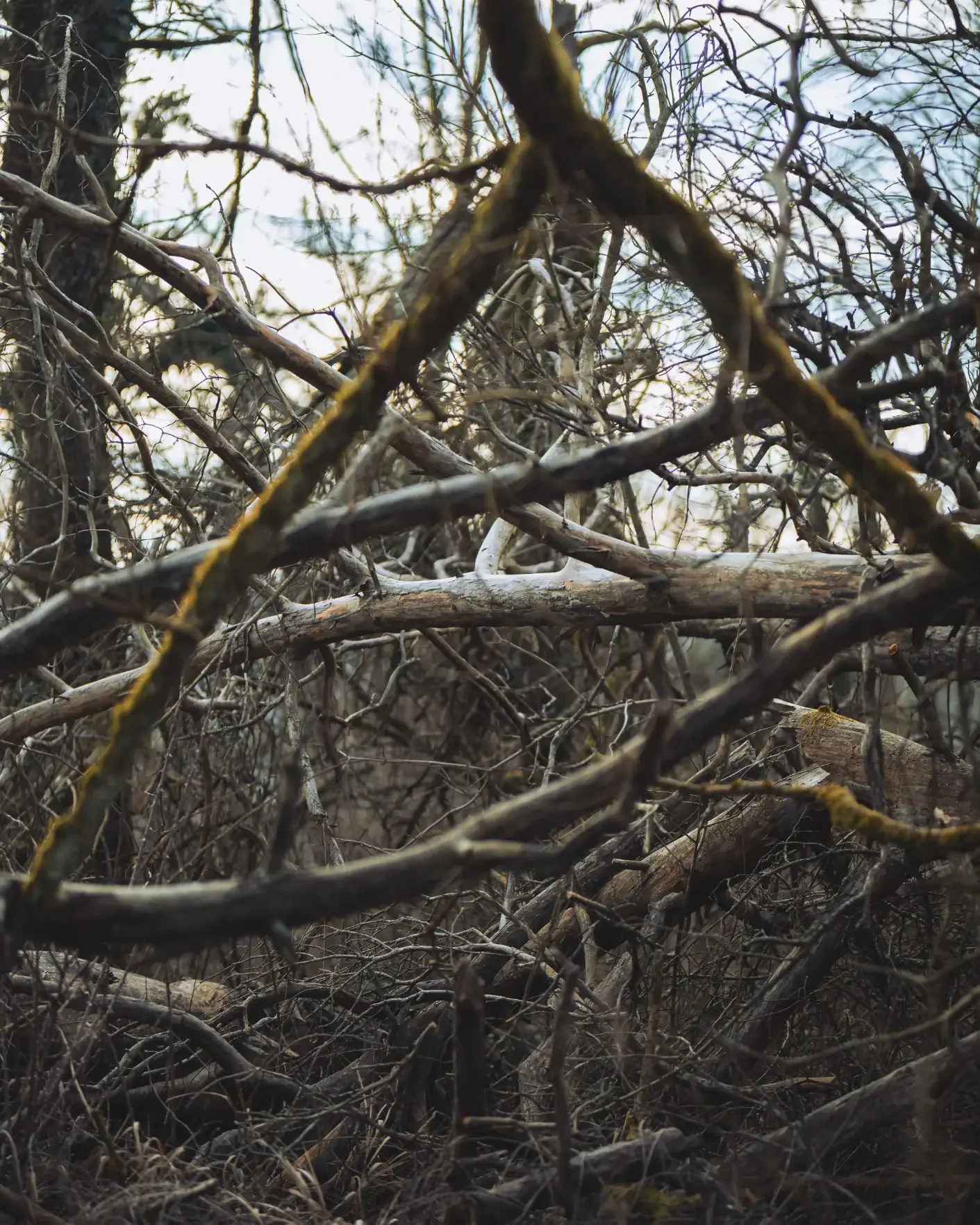 landschaftsfotografie-natur-wald-architektur-wald-zerfall-bäume