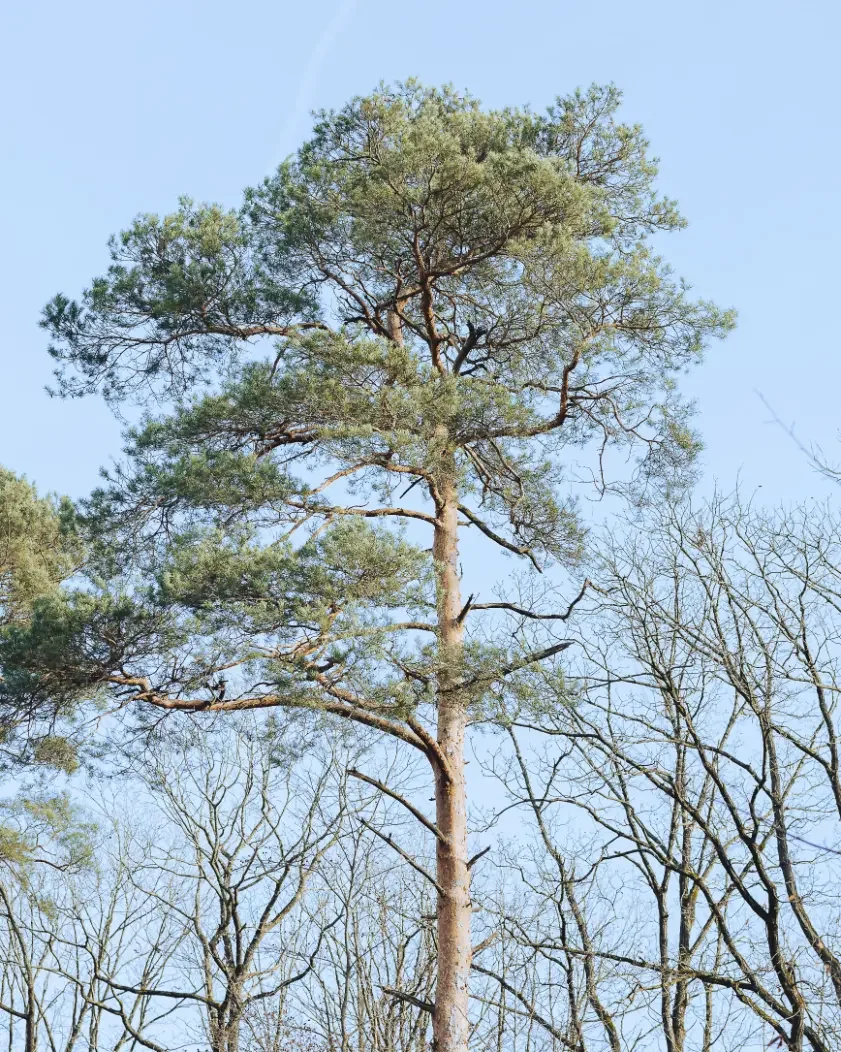 landschaftsfotografie-natur-wald-architektur-wald-zerfall-bäume