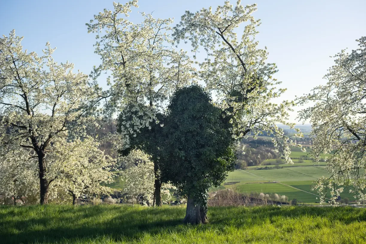 landschaftsfotografie-natur-wald-architektur-wald-zerfall-bäume
