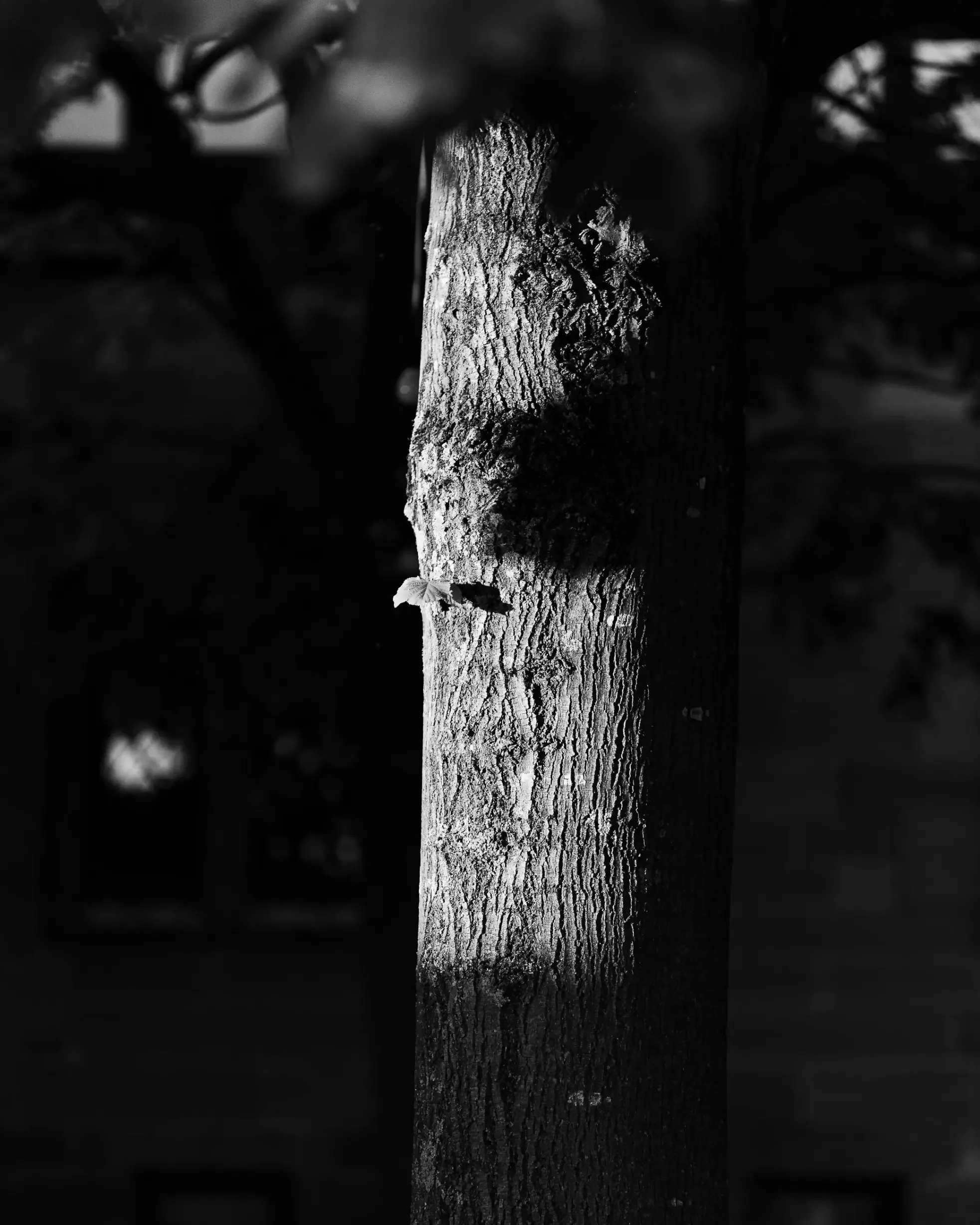 landschaftsfotografie-natur-wald-architektur-wald-zerfall-bäume