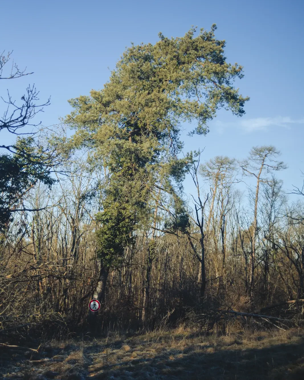 landschaftsfotografie-natur-wald-architektur-wald-zerfall-bäume