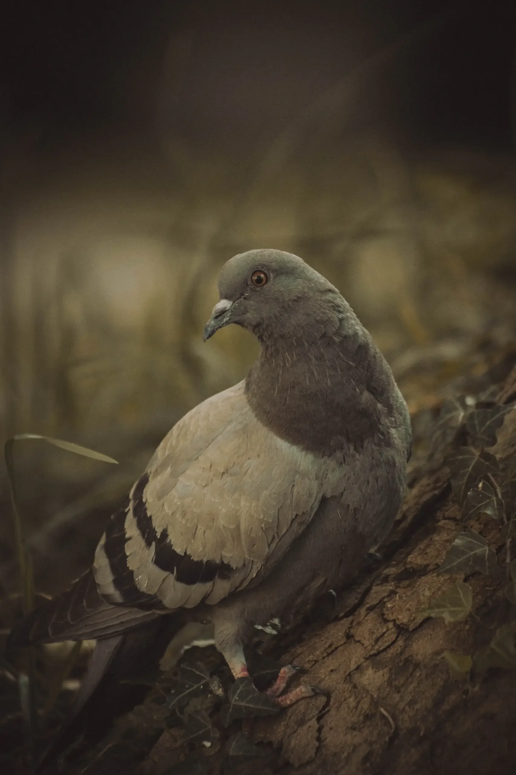 tierfotografie-tiere-natur-wald-eidechsen-katzen-rehe-kaefer