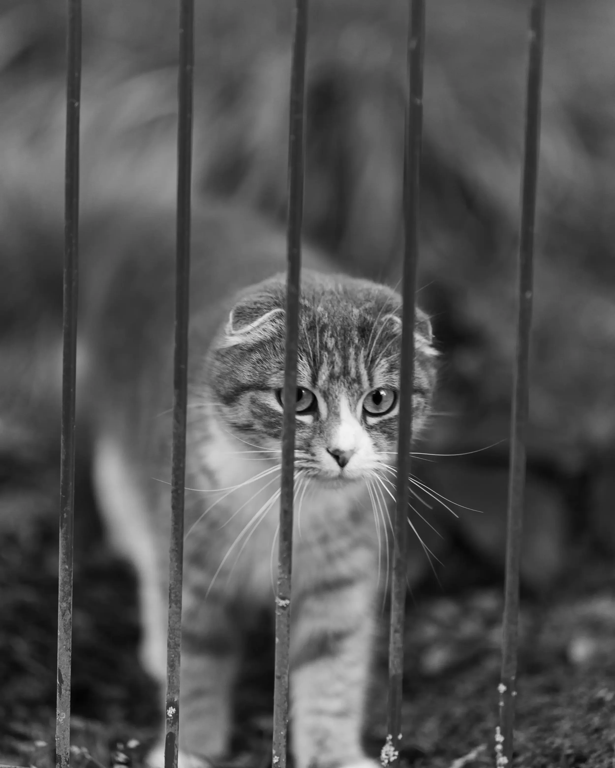 tierfotografie-tiere-natur-wald-eidechsen-katzen-rehe-kaefer