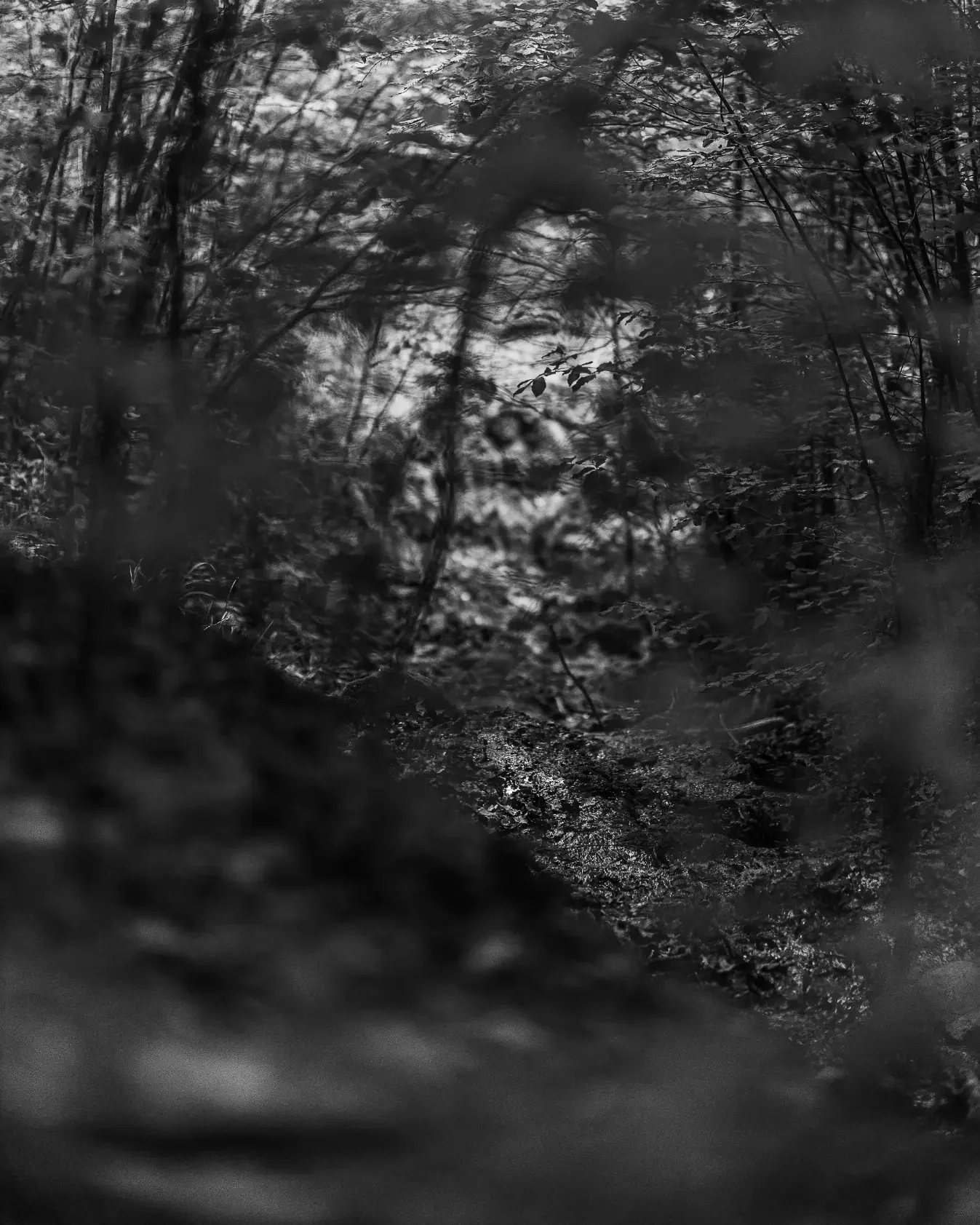 landschaftsfotografie-natur-wald-architektur-wald-zerfall-bäume